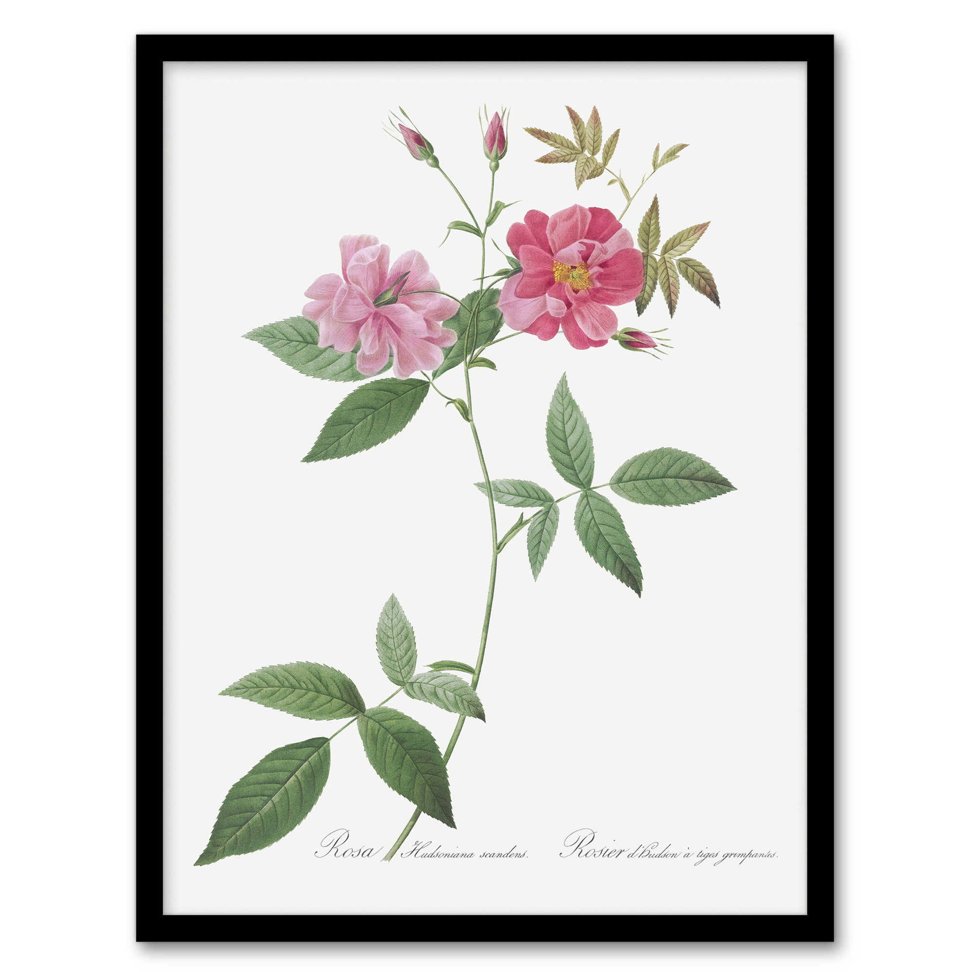 Hudson Rosehip Botanical Redoute Vintage Wall Art Print Poster