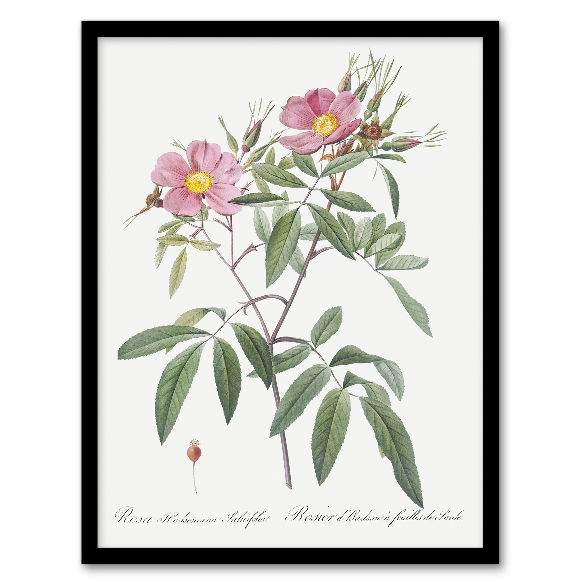 Pierre Joseph Redoute Framed Wall Art Print Hudson Swamp Rose Flowers Home Décor