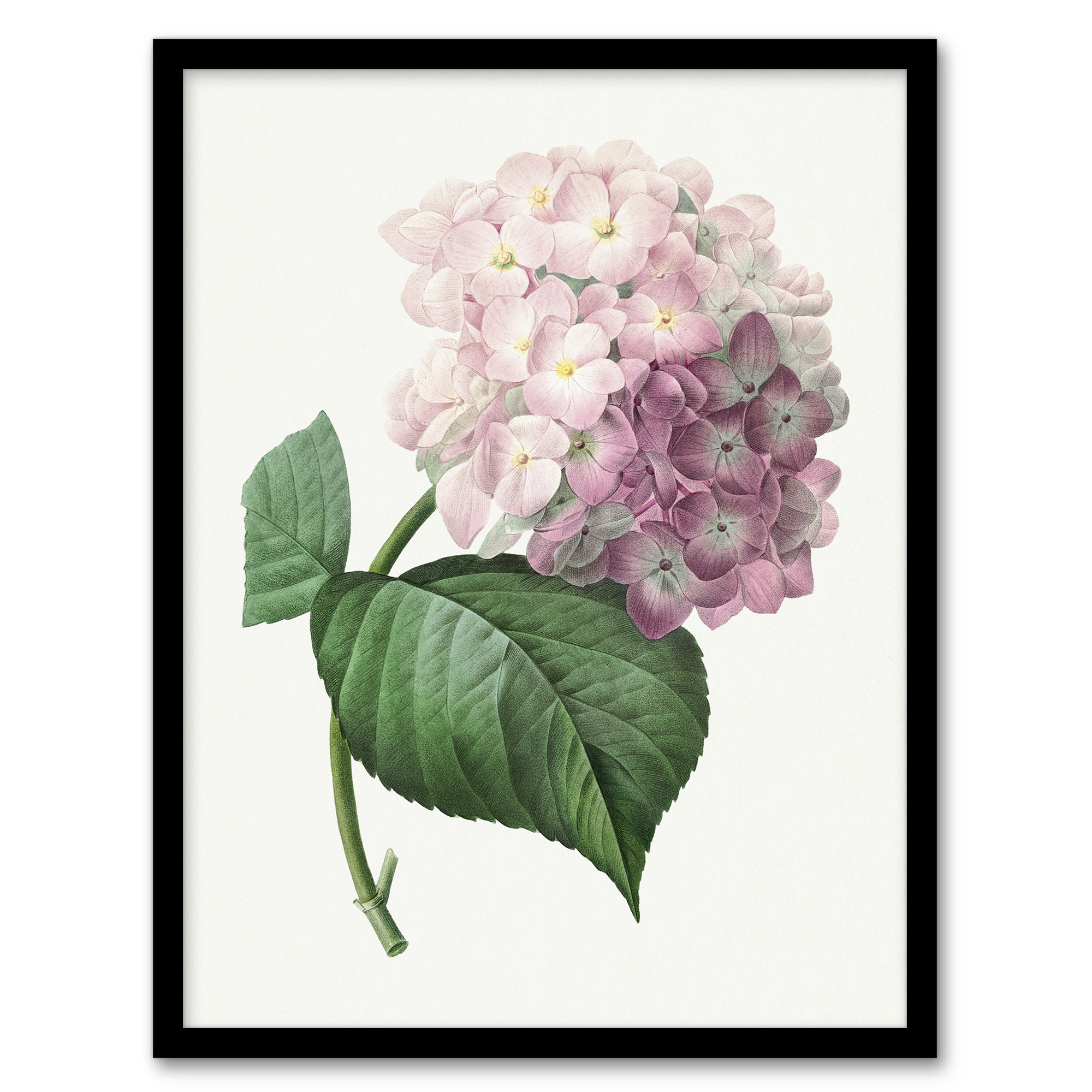 Redoute Framed Wall Art Hydrangea Vintage Botanical Illustration Home Décor