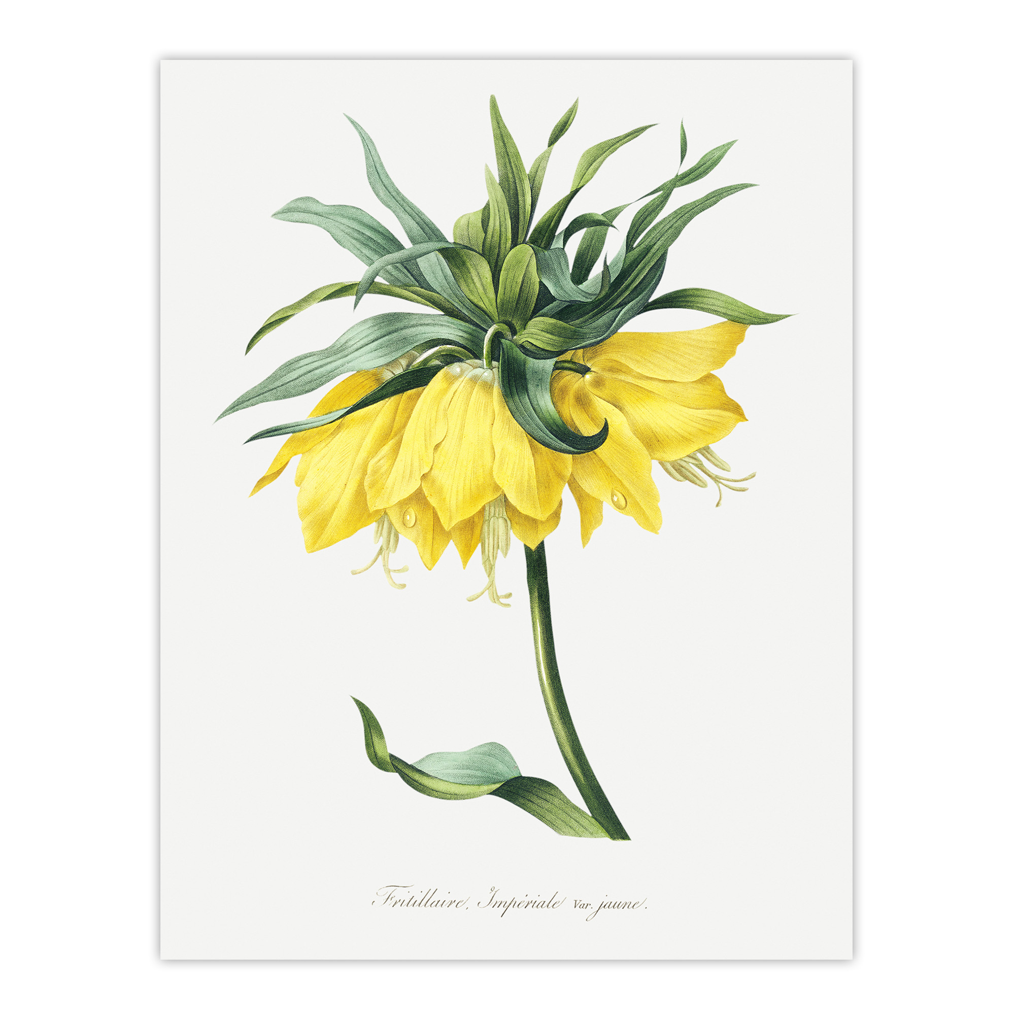 Yellow Crown Imperial Flower Redoute Vintage Wall Art Print Poster