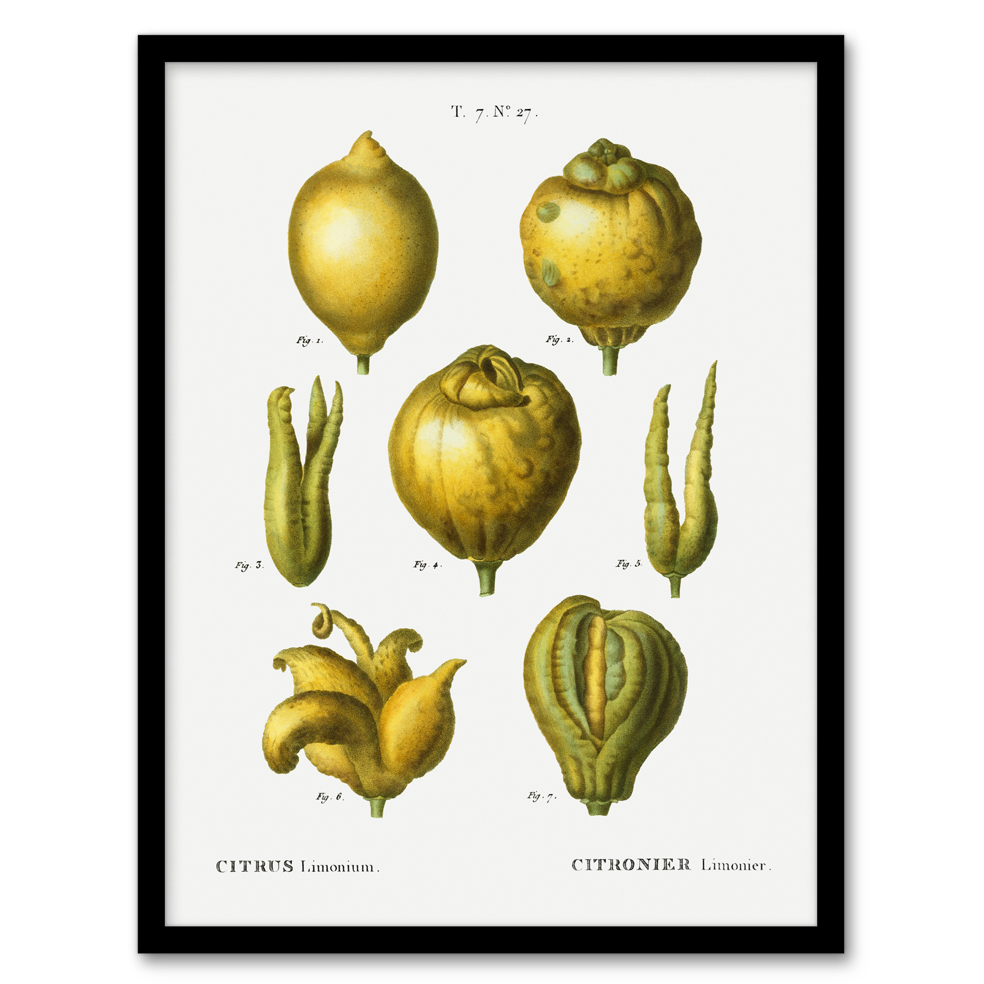Lemon Citrus Fruit Illustration Redoute Vintage Wall Art Print Poster