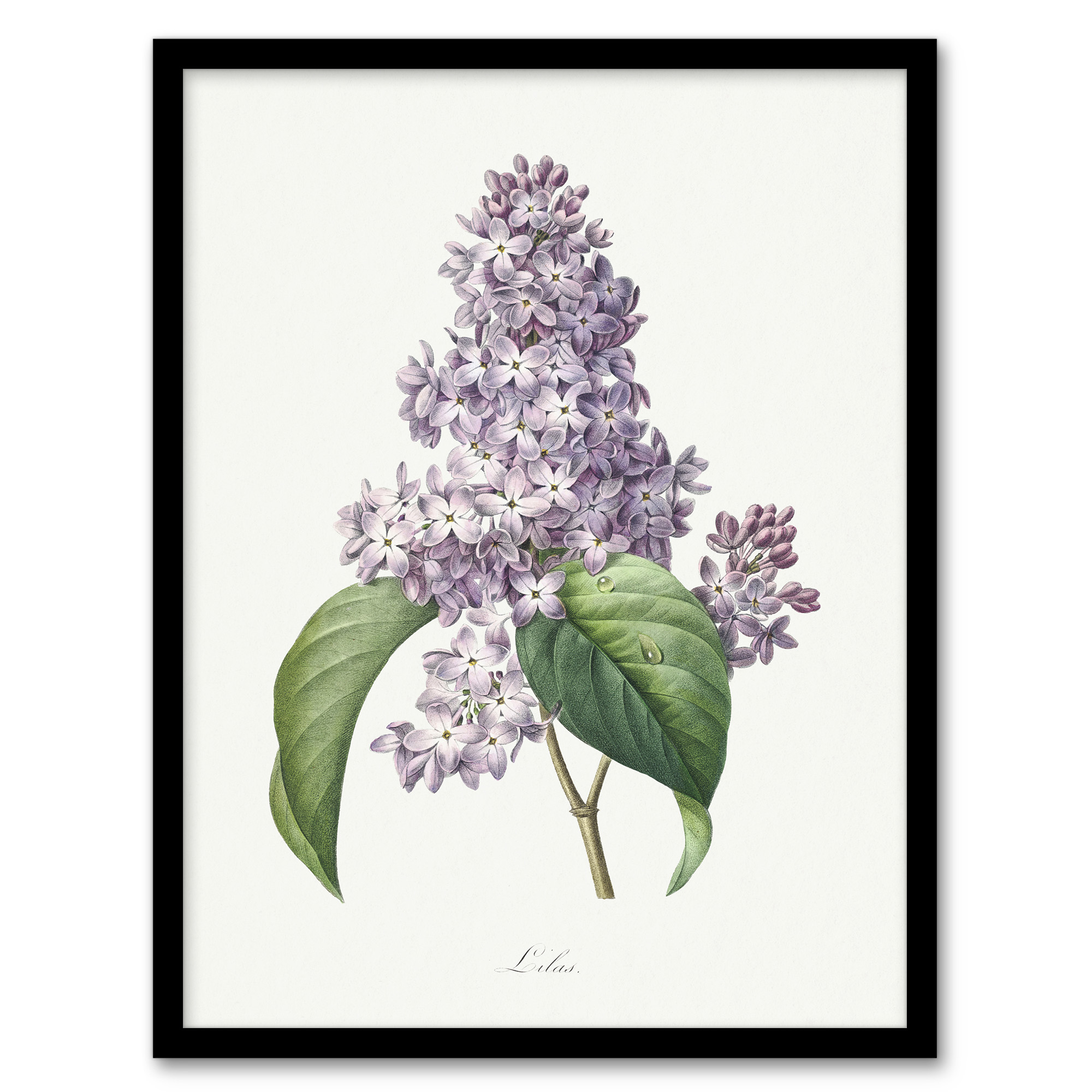 Lilac Floral Illustration Redoute Vintage Wall Art Print Poster