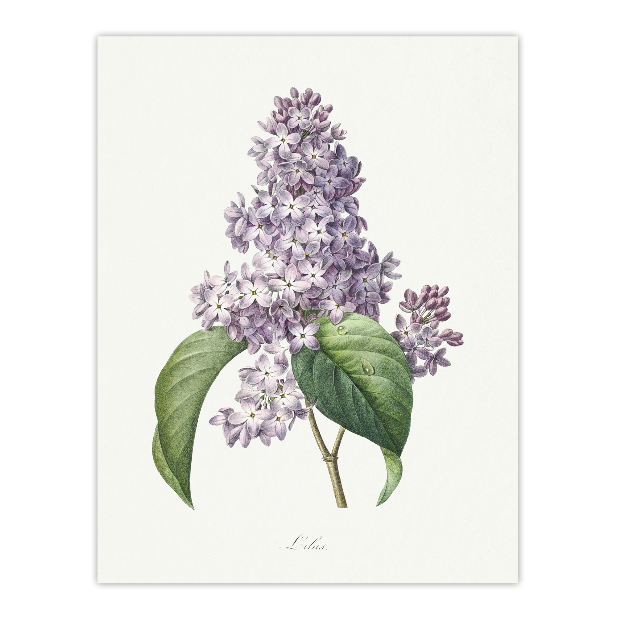 Lilac Floral Illustration Redoute Vintage Wall Art Print Poster