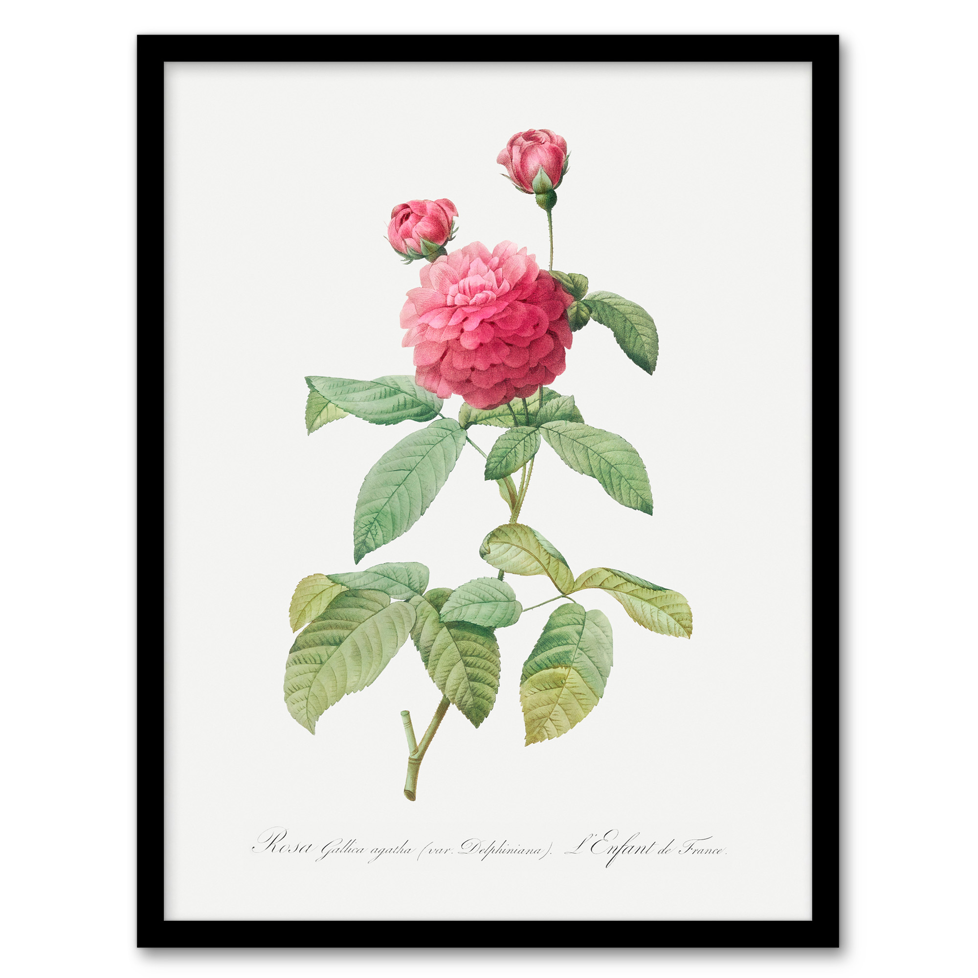 Agatha Rose Botanical Redoute Vintage Wall Art Print Poster