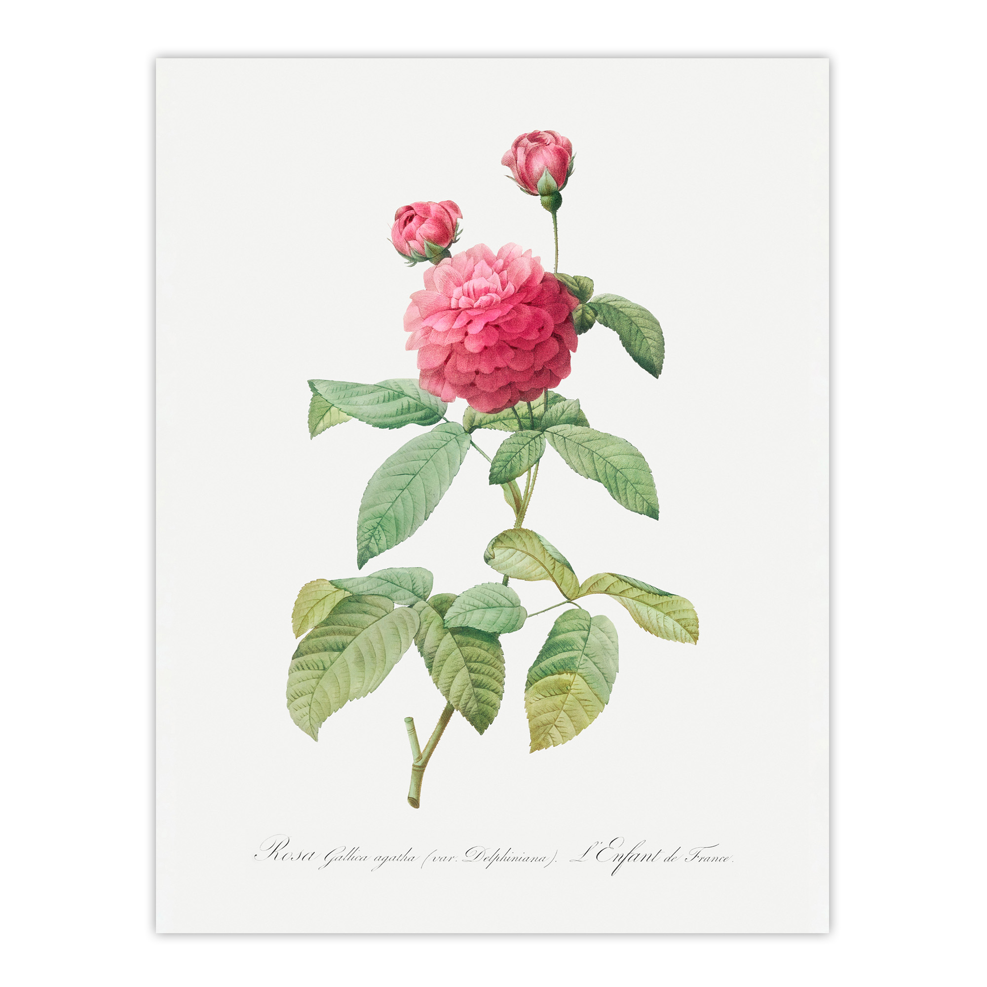 Agatha Rose Botanical Redoute Vintage Wall Art Print Poster