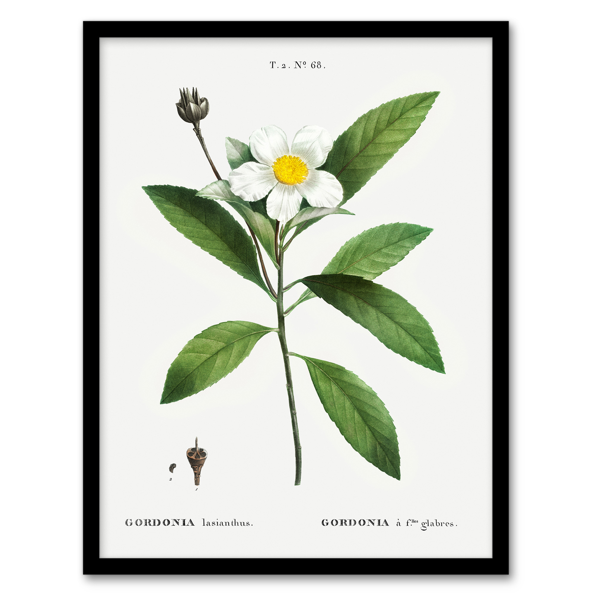 Pierre J Redoute Framed Wall Art Gordonia Tree Loblolly Bay Flowers Home Décor