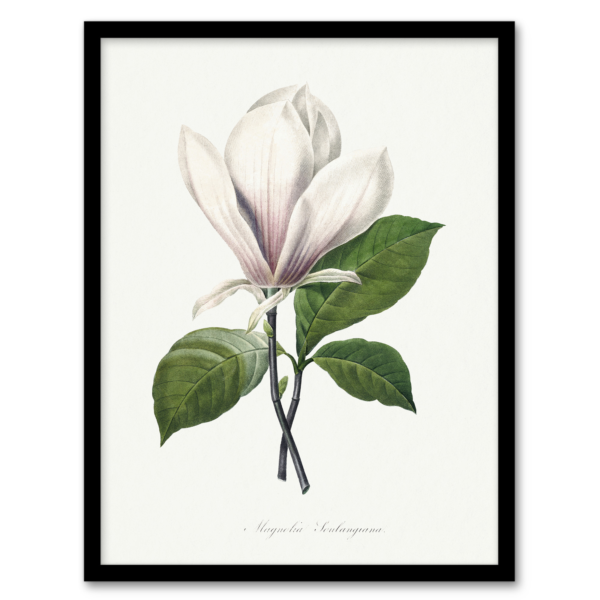 Pierre Joseph Redoute Framed Wall Art Print Saucer Magnolia Flower Home Décor