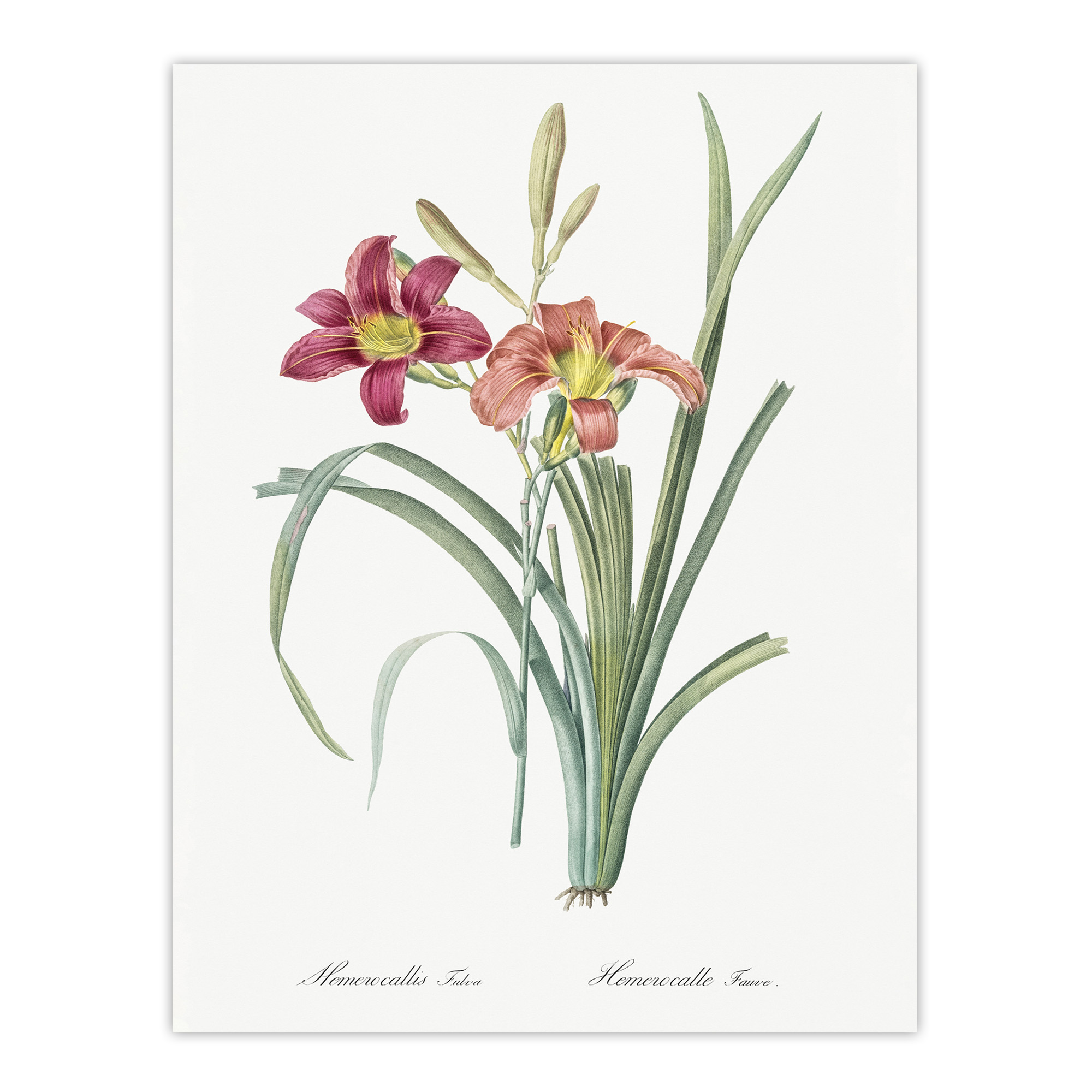 Orange Daylily Floral Redoute Vintage Wall Art Print Poster