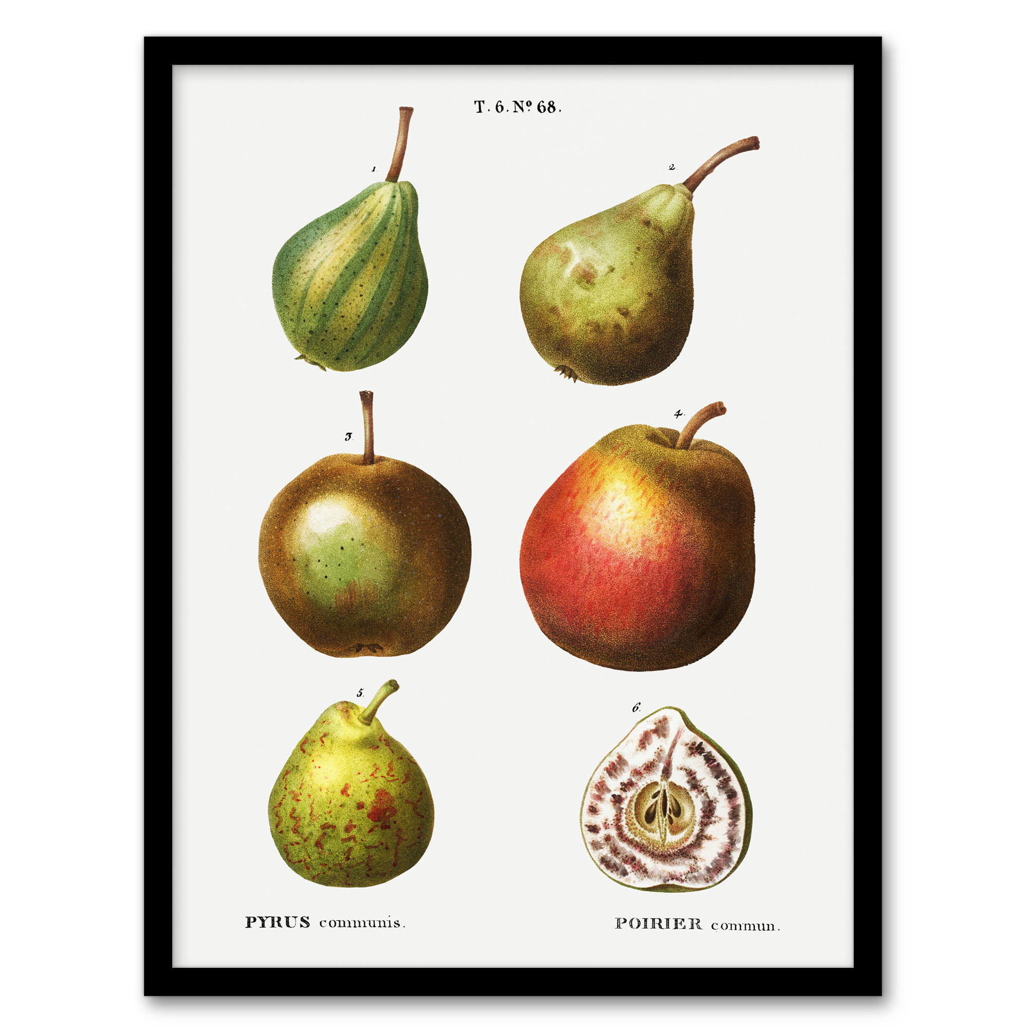Pear Varieties Illustration Redoute Vintage Wall Art Print Poster