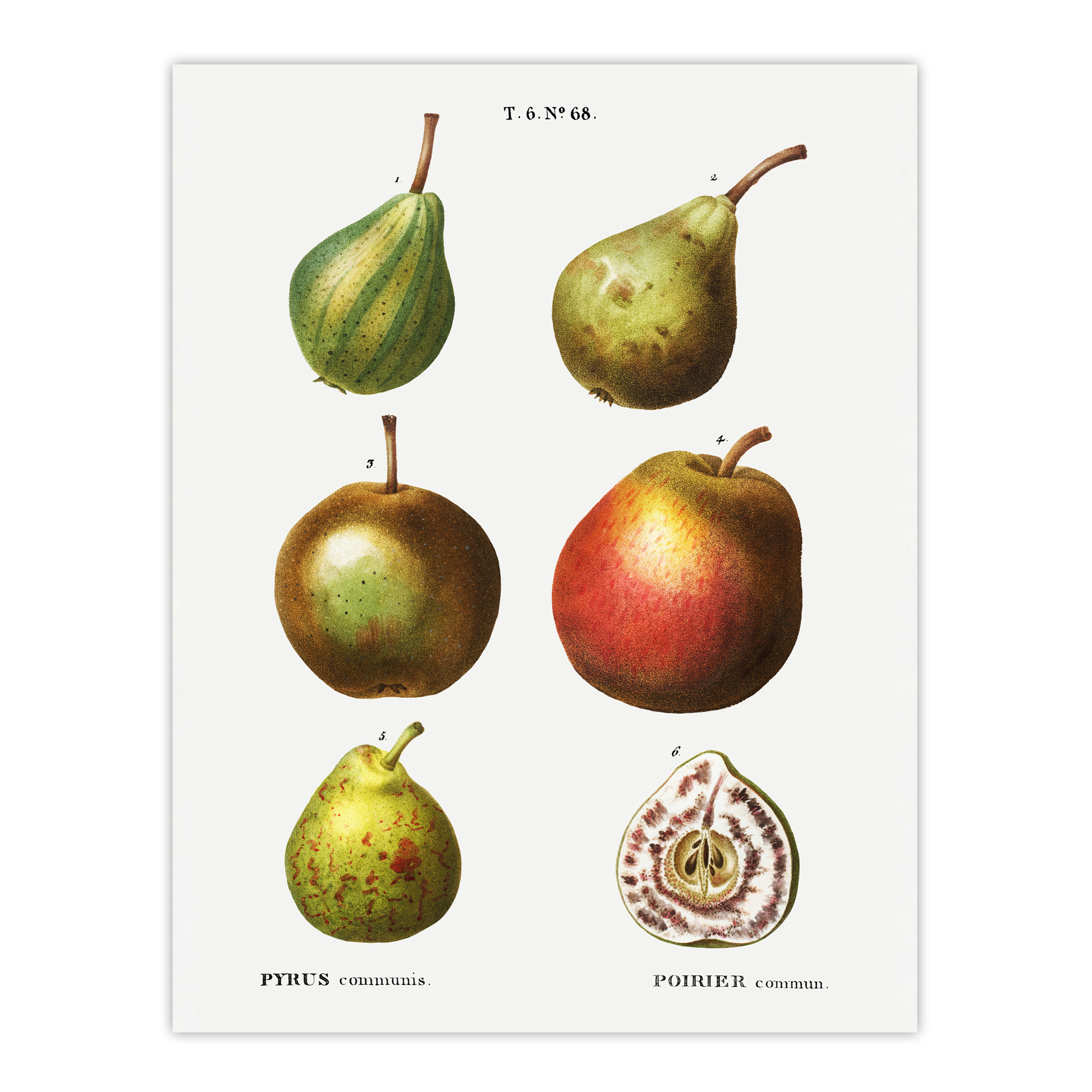 Pear Varieties Illustration Redoute Vintage Wall Art Print Poster