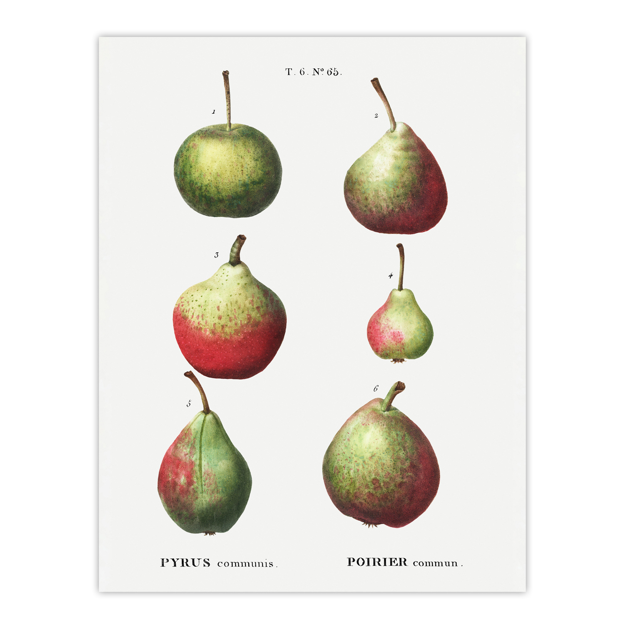 Pear Fruit Varieties Redoute Vintage Wall Art Print Poster