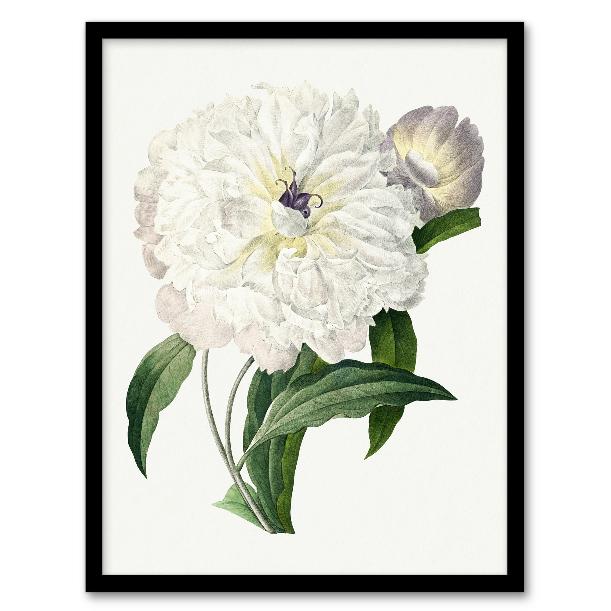 Peony Flower Illustration Redoute Vintage Wall Art Print Poster