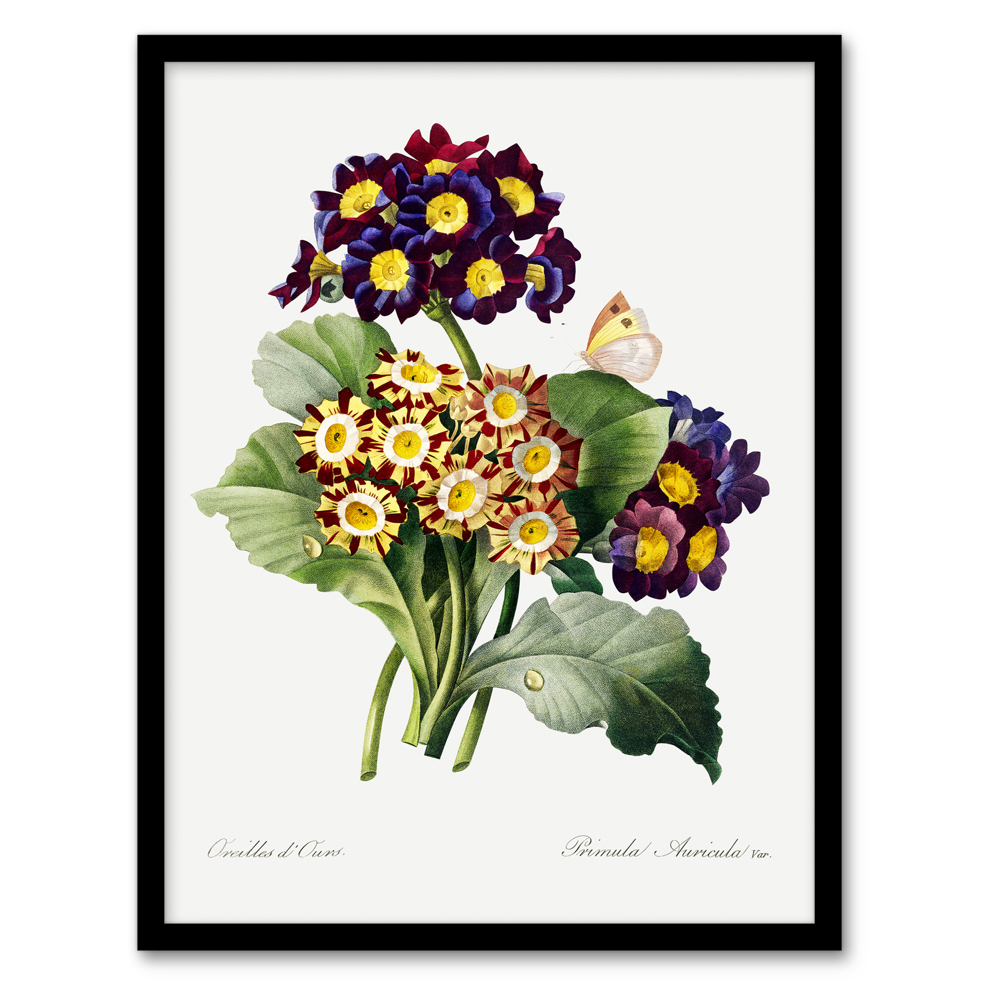 Redoute Framed Wall Art Primrose Flowers Vintage Floral Illustration Home Décor