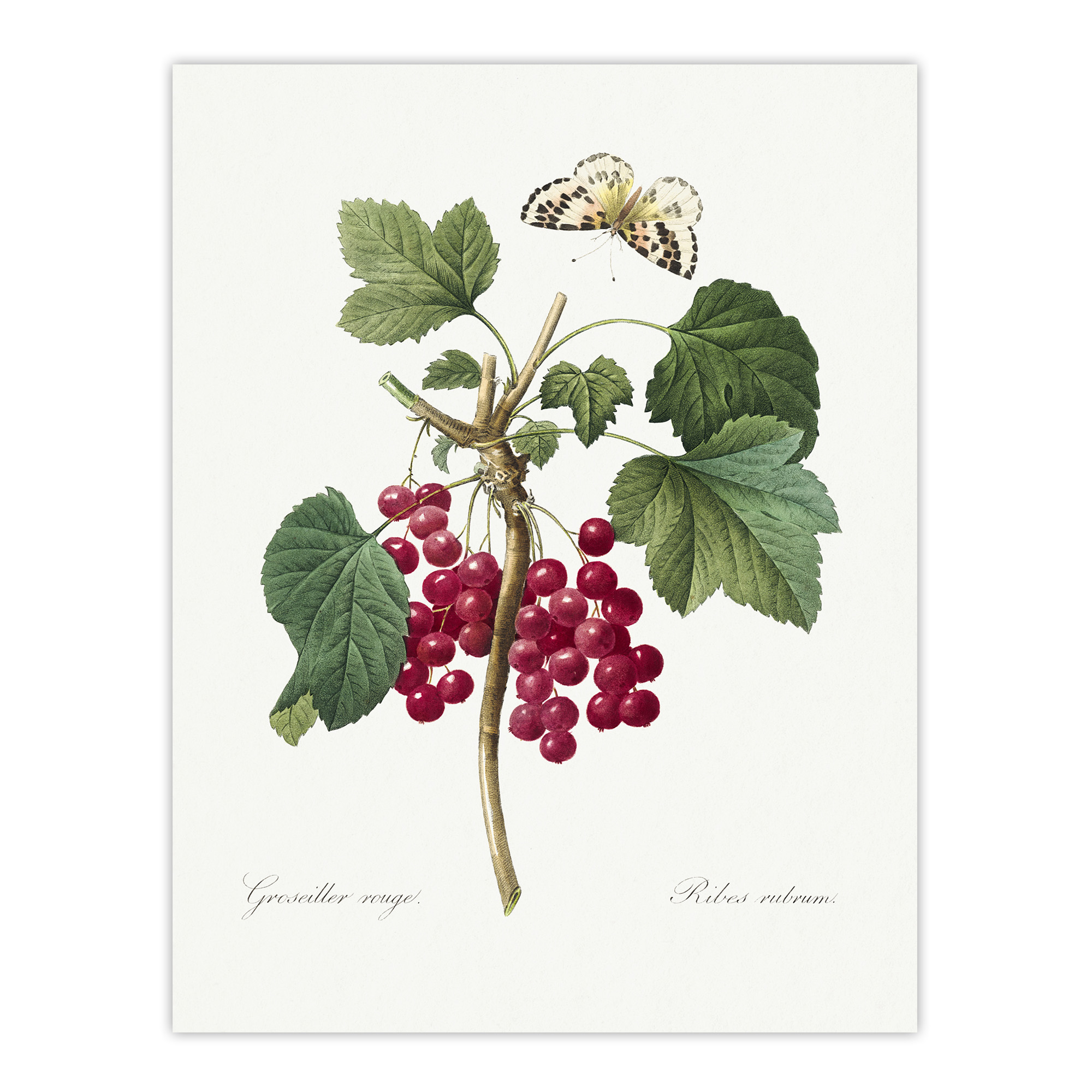 Redcurrant Berries and Butterfly Redoute Vintage Wall Art Print Poster