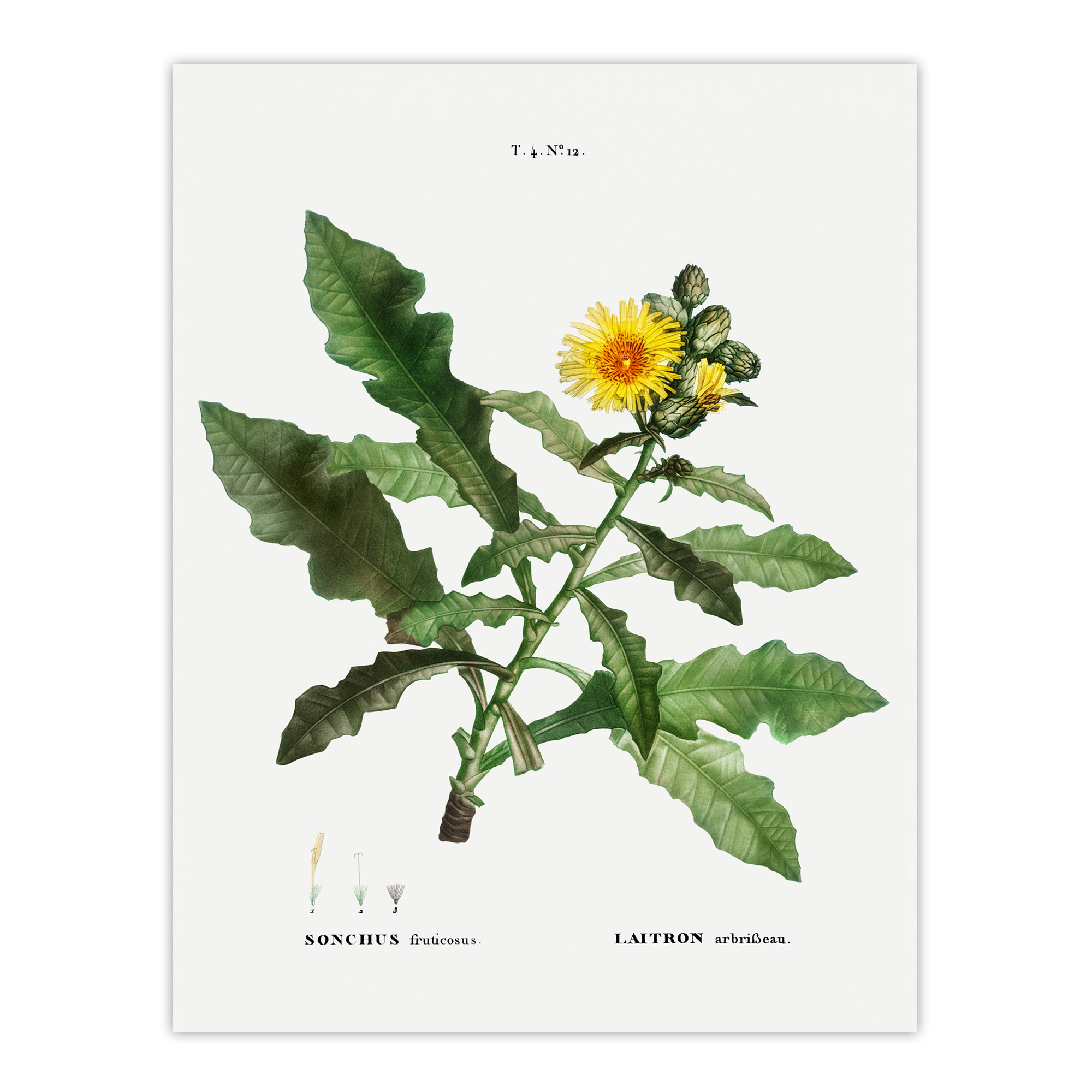 Sow Thistle Flower Bloom Redoute Vintage Wall Art Print Poster