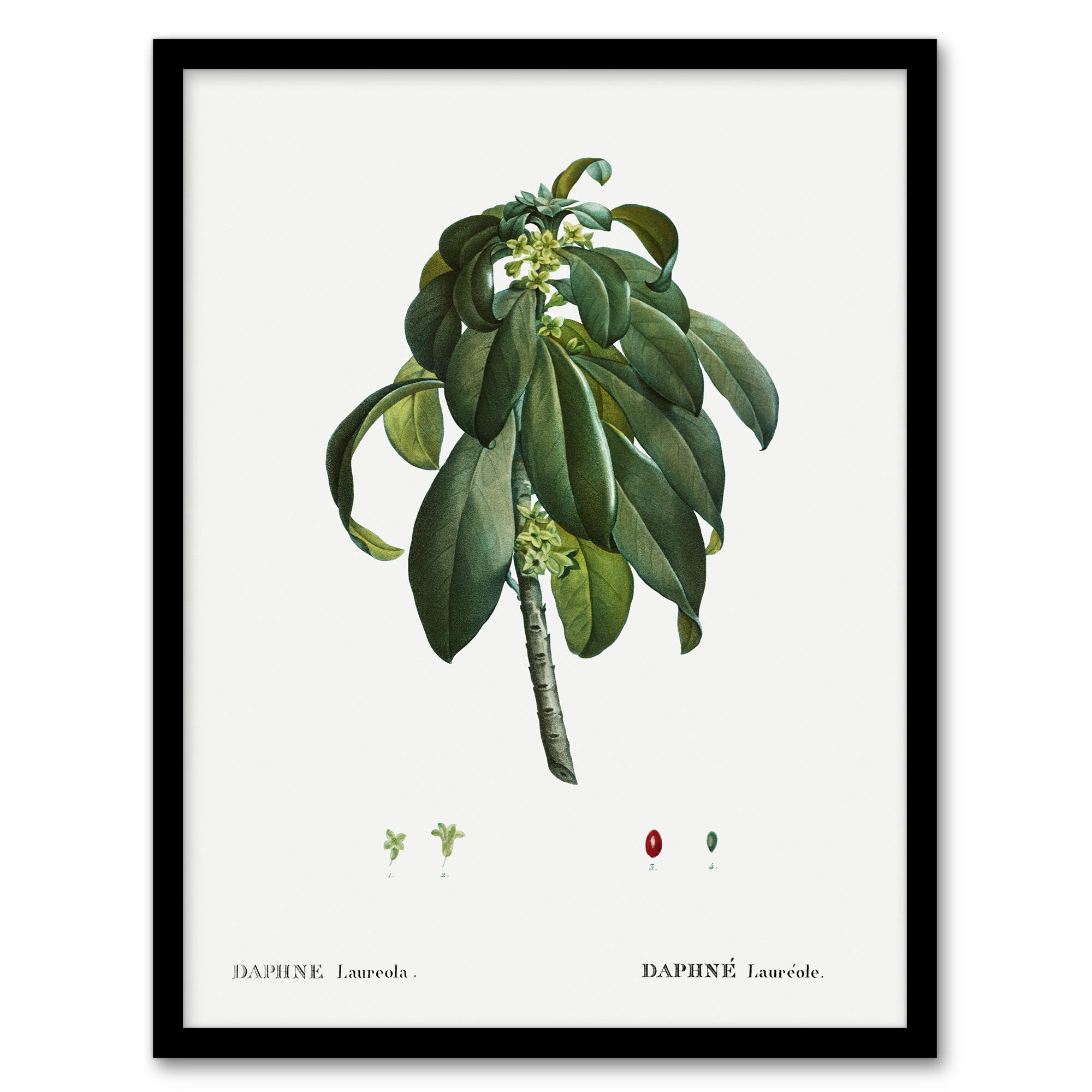 Redoute Framed Wall Art Spurge Laurel Vintage Botanical Illustration Home Décor