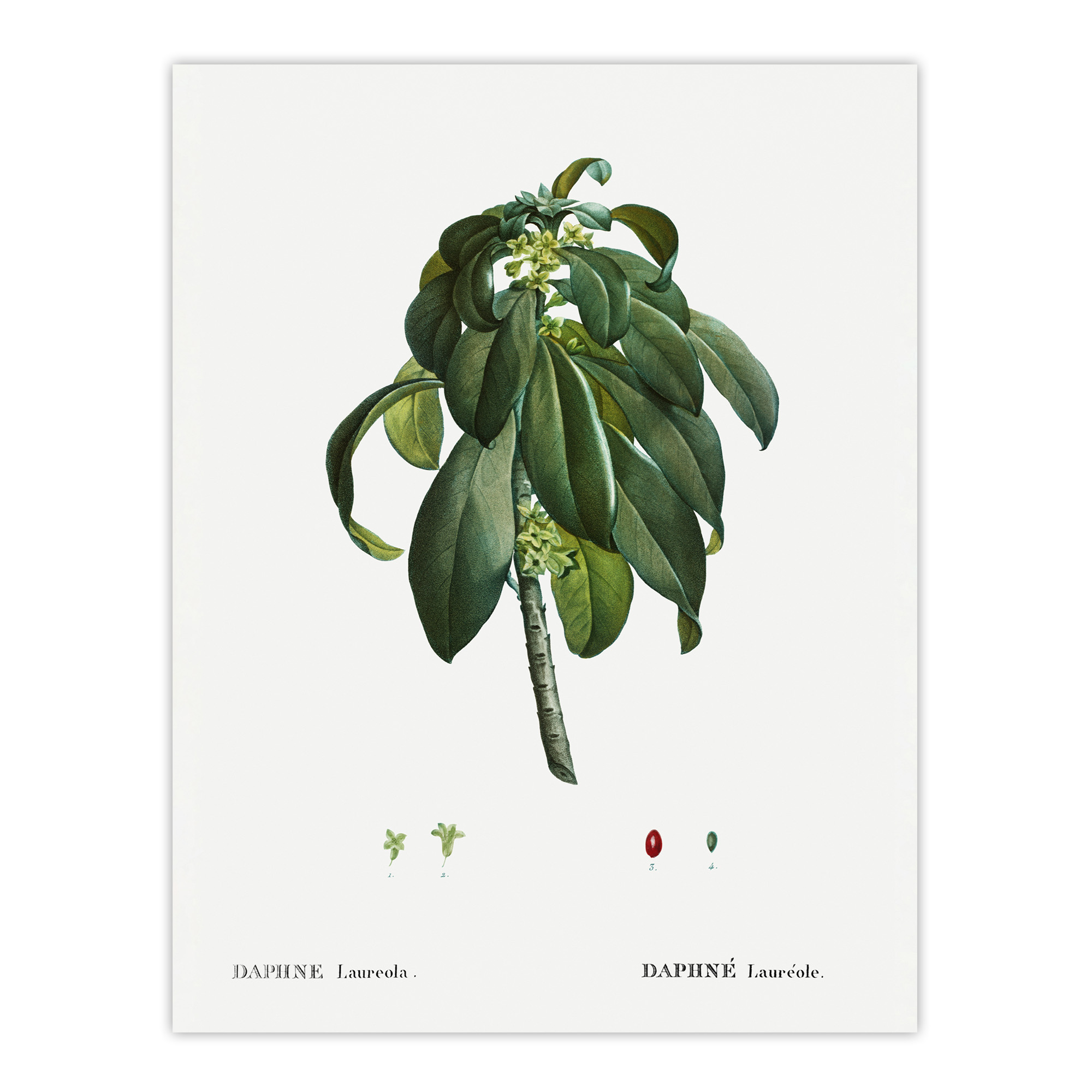 Spurge Laurel Botanical Redoute Vintage Wall Art Print Poster