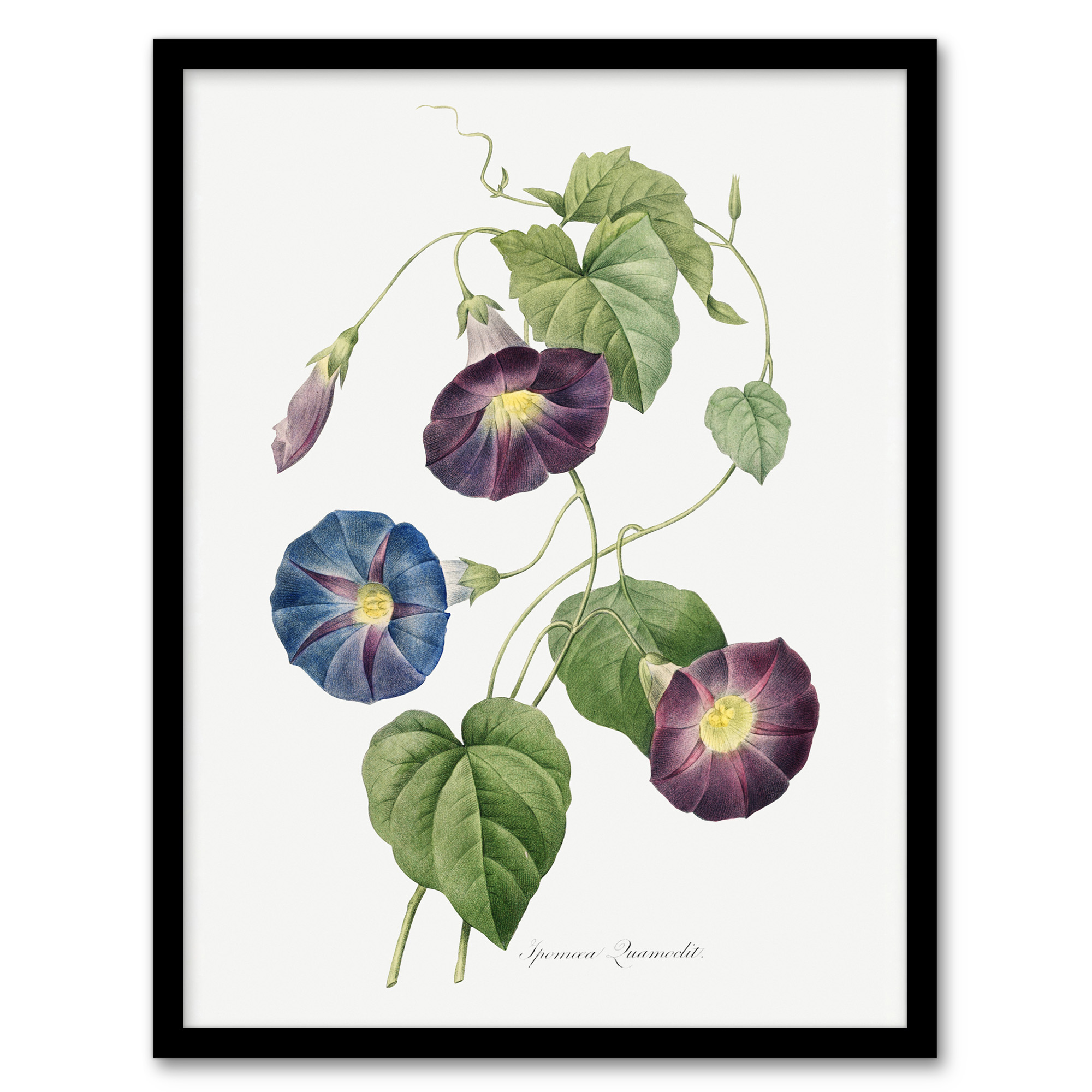 Pierre J Redoute Framed Wall Art Print Morning Glory Vintage Floral Home Décor