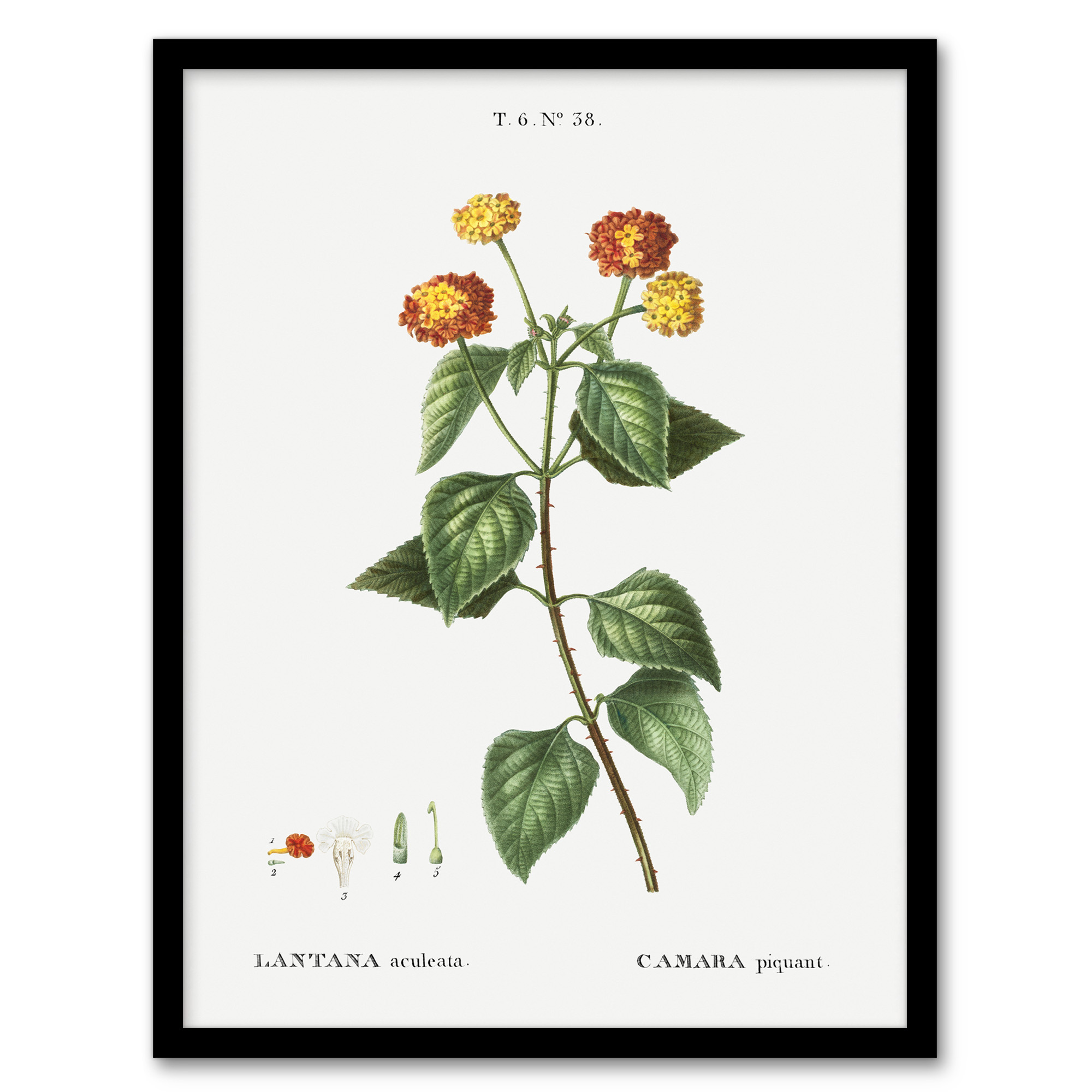 Lantana Plant Botanical Redoute Vintage Wall Art Print Poster