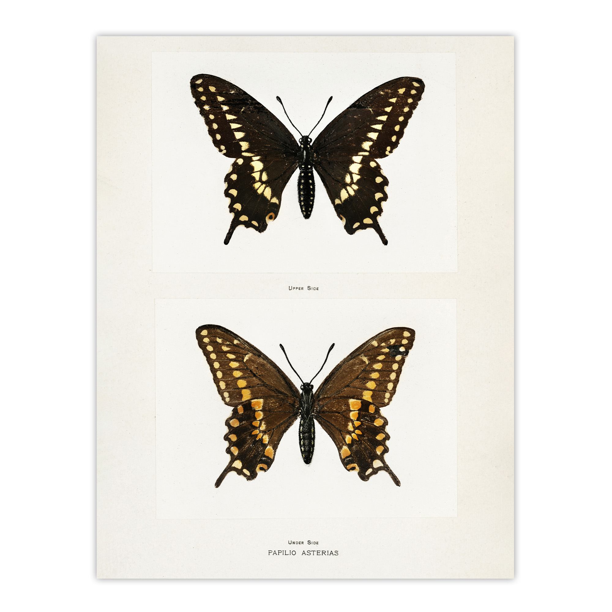 Black Swallowtail Butterfly Sherman Denton Wall Art Poster Print