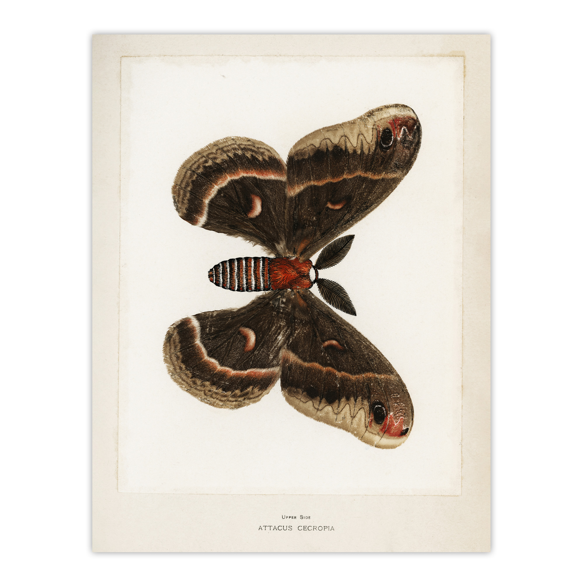 Cecropia Moth Vintage Illustration Denton Wall Art Poster Print