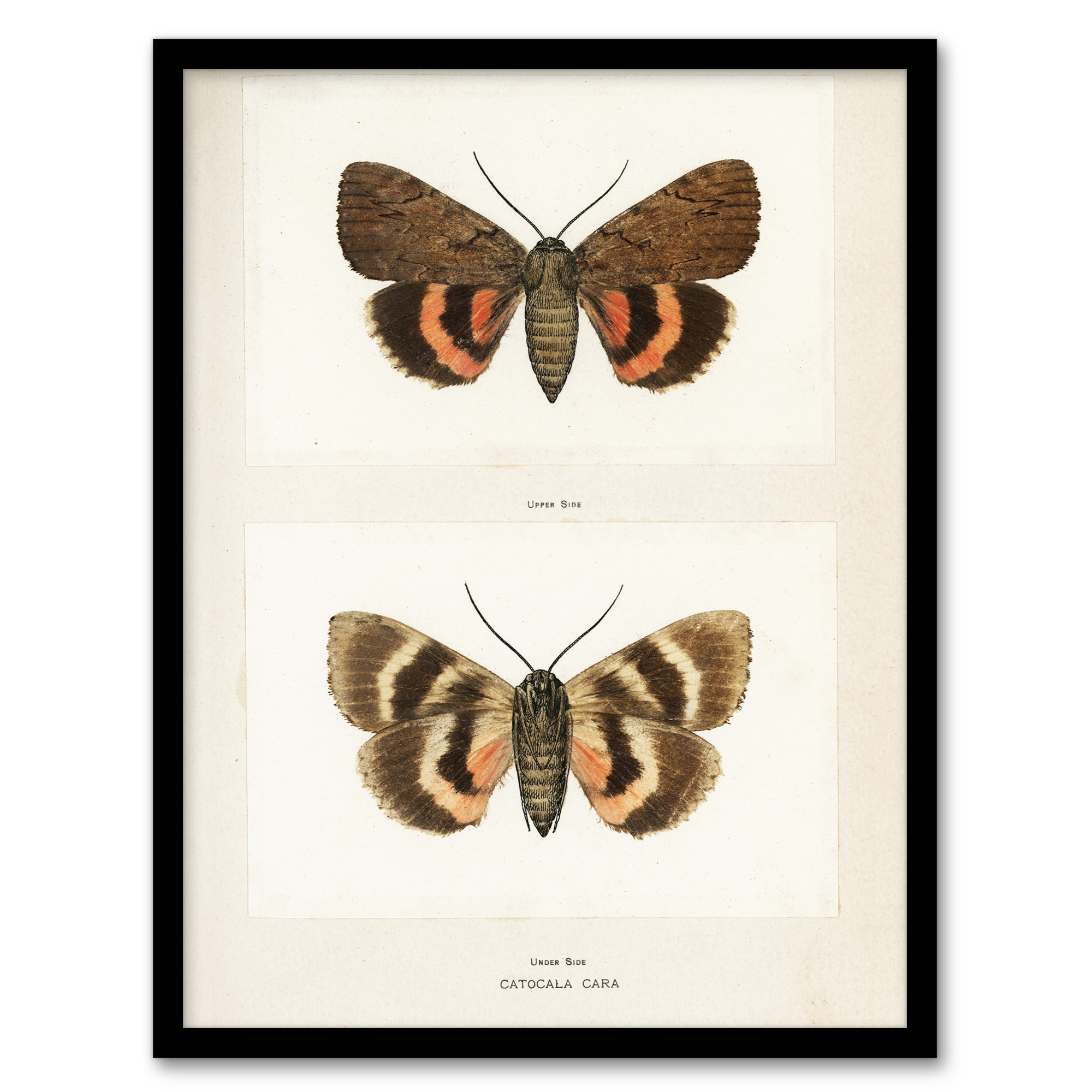 Sherman Denton Framed Wall Art Darling Underwing Moth Illustration Home Décor