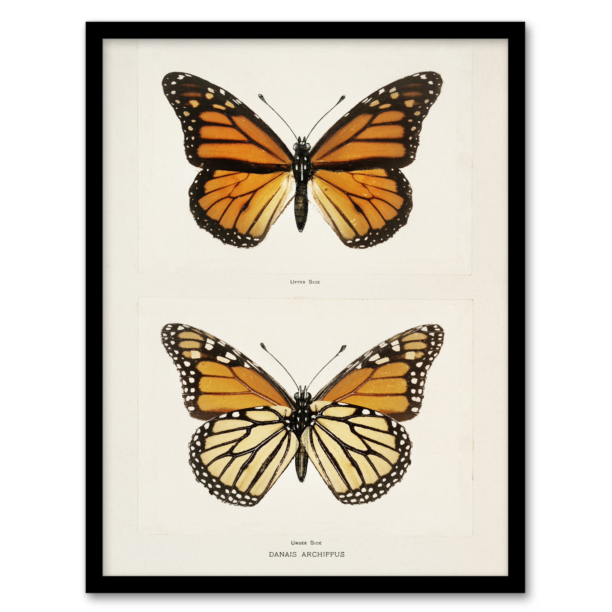 Sherman Denton Framed Wall Art Monarch Butterfly Vintage Illustration Home Décor