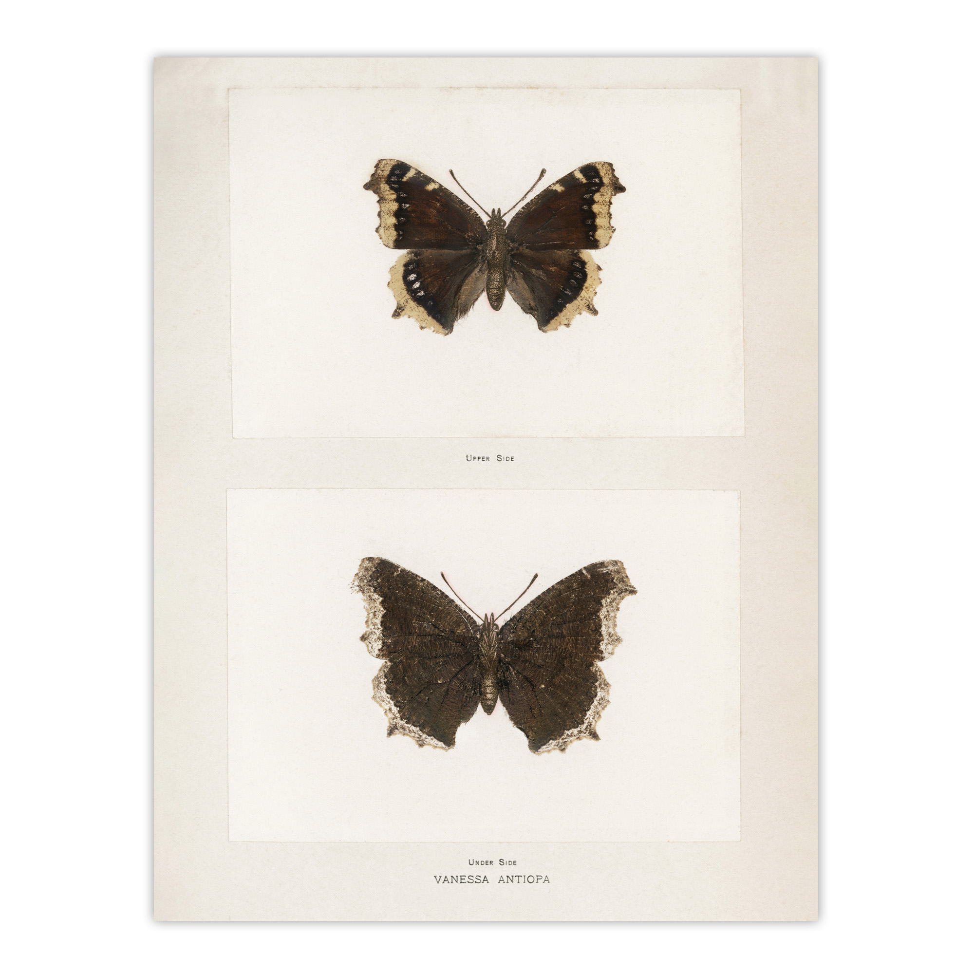 Mourning Cloak Butterfly Sherman Denton Wall Art Poster Print
