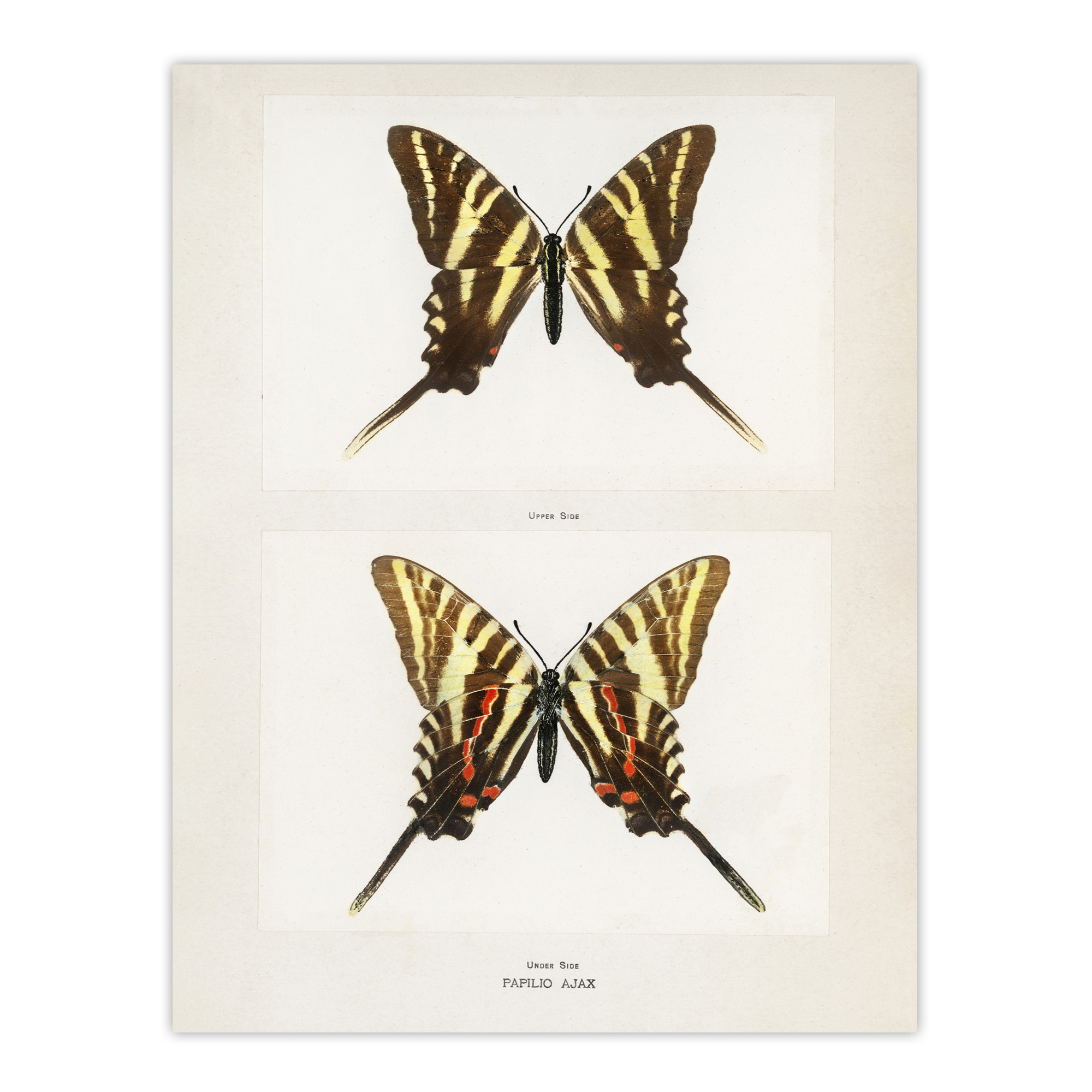 Papilio Ajax Butterfly Vintage Artwork Denton Wall Art Poster Print