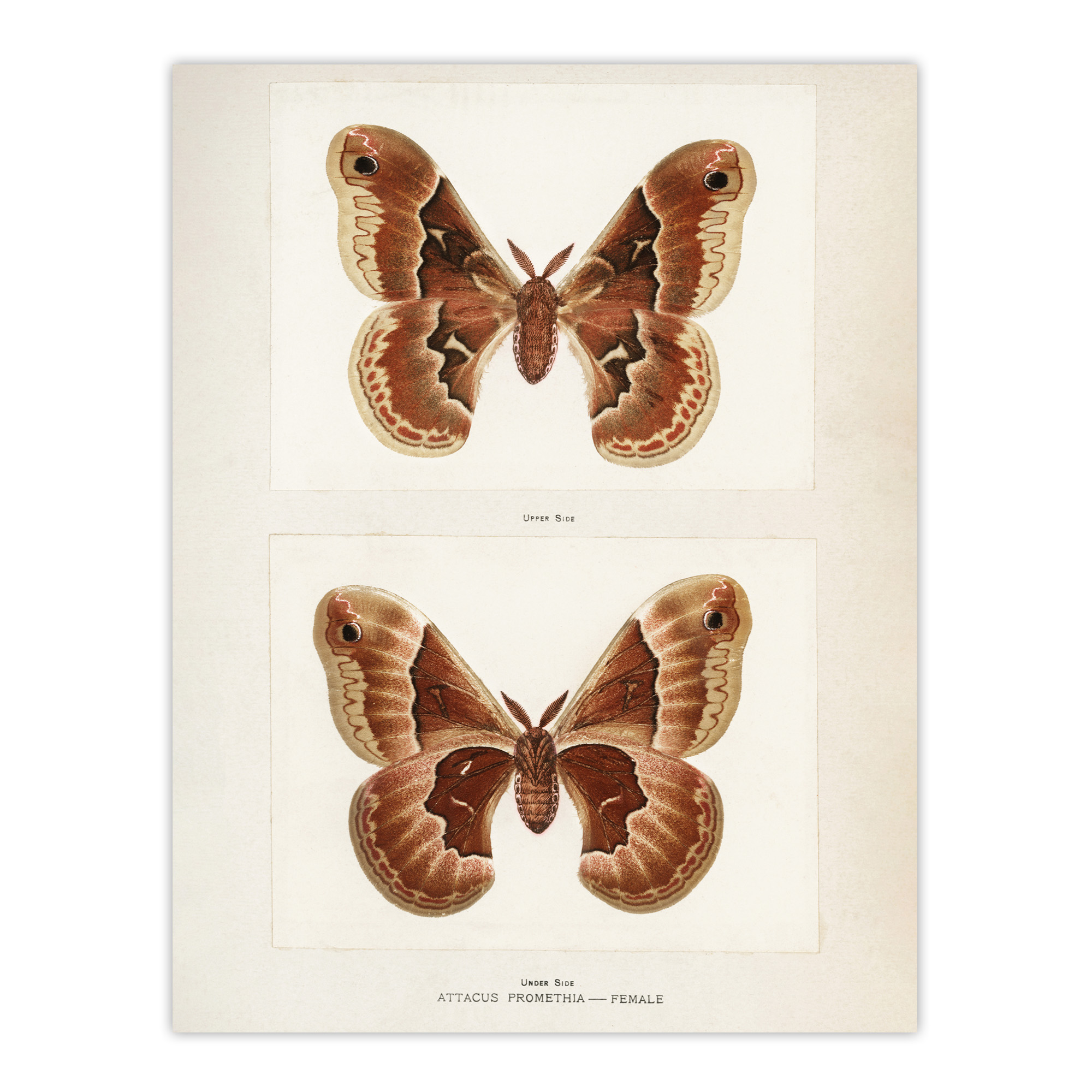Promethea Silkmoth Female Sherman Denton Wall Art Poster Print