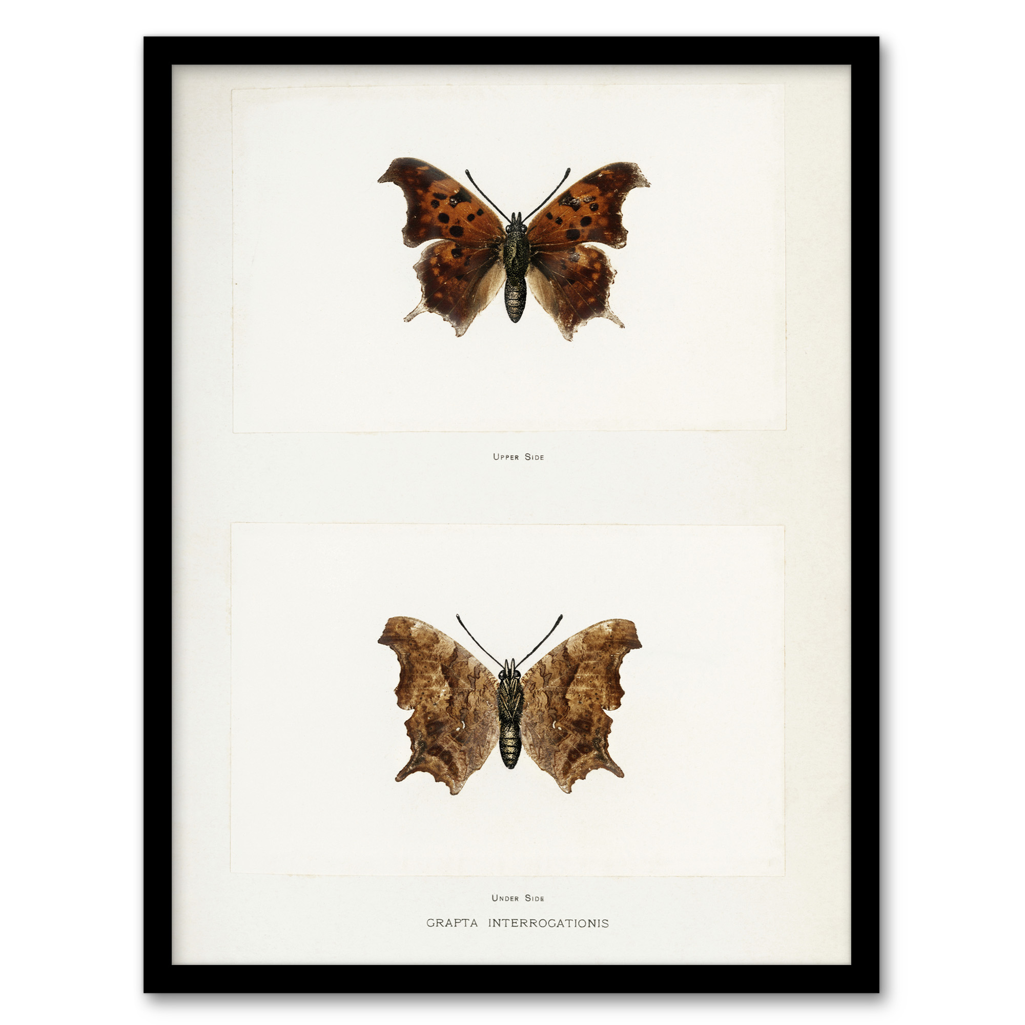 Question Mark Butterfly Vintage Artwork Denton Wall Art Poster Print