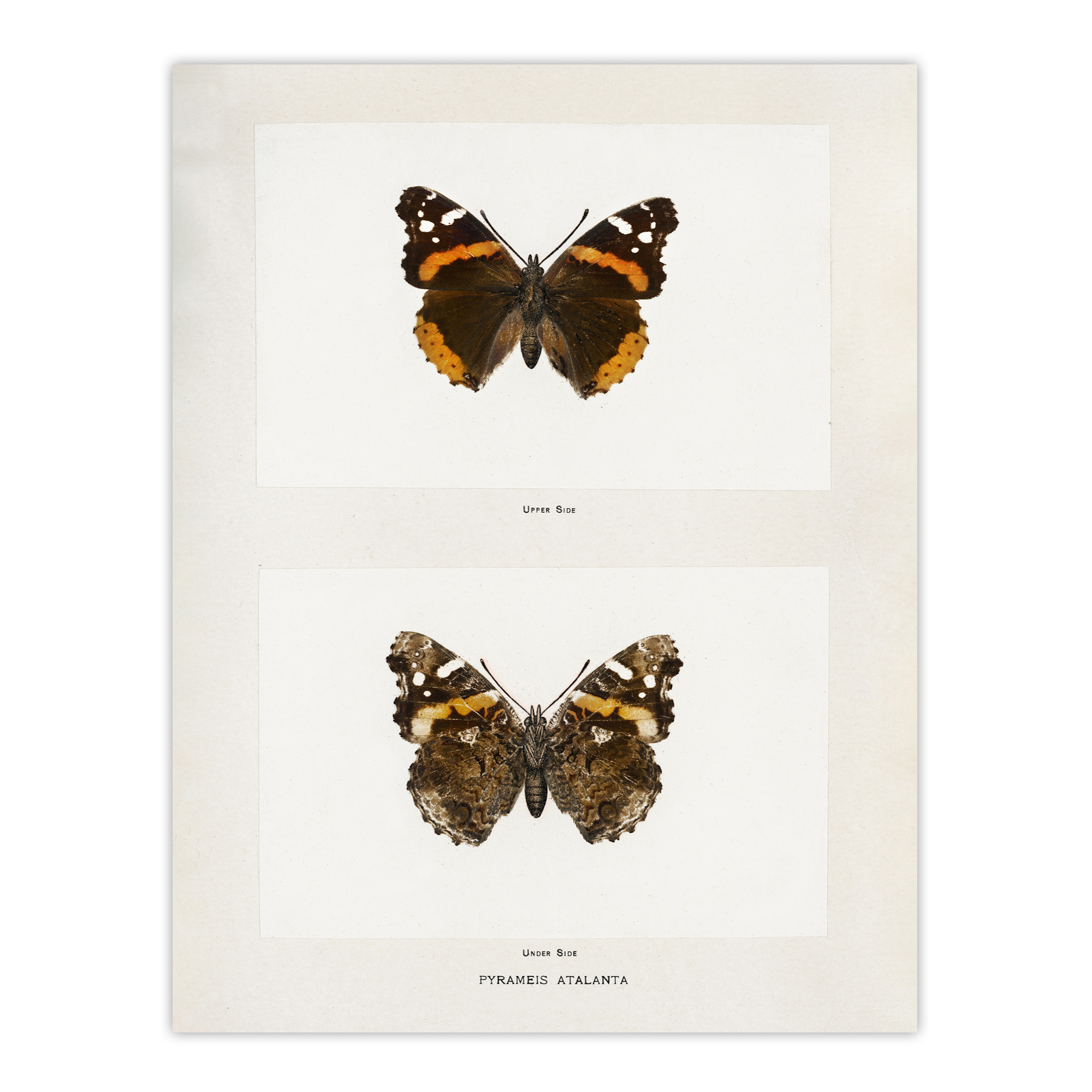 Red Admiral Butterfly Vintage Illustration Denton Wall Art Poster Print