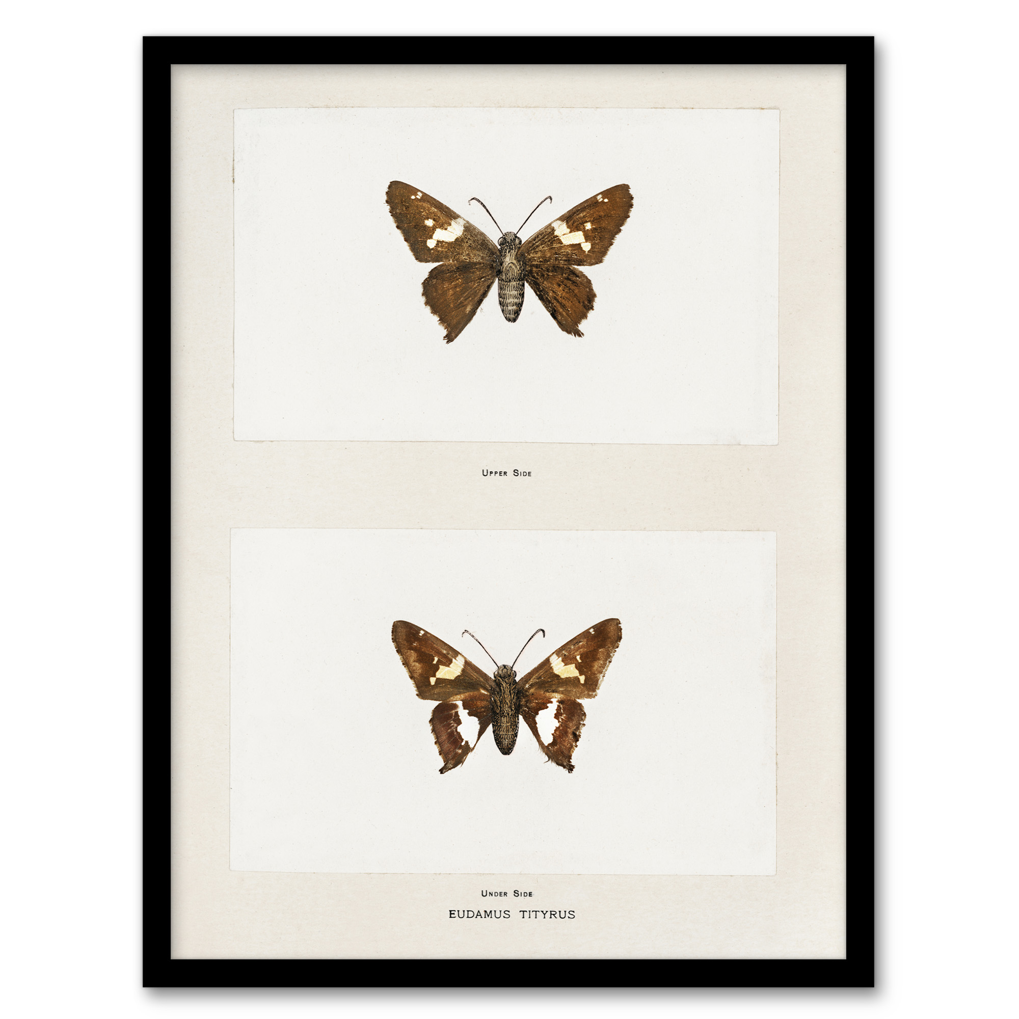 Sherman Denton Framed Wall Art Print Silver Spotted Skipper Butterfly Home Décor