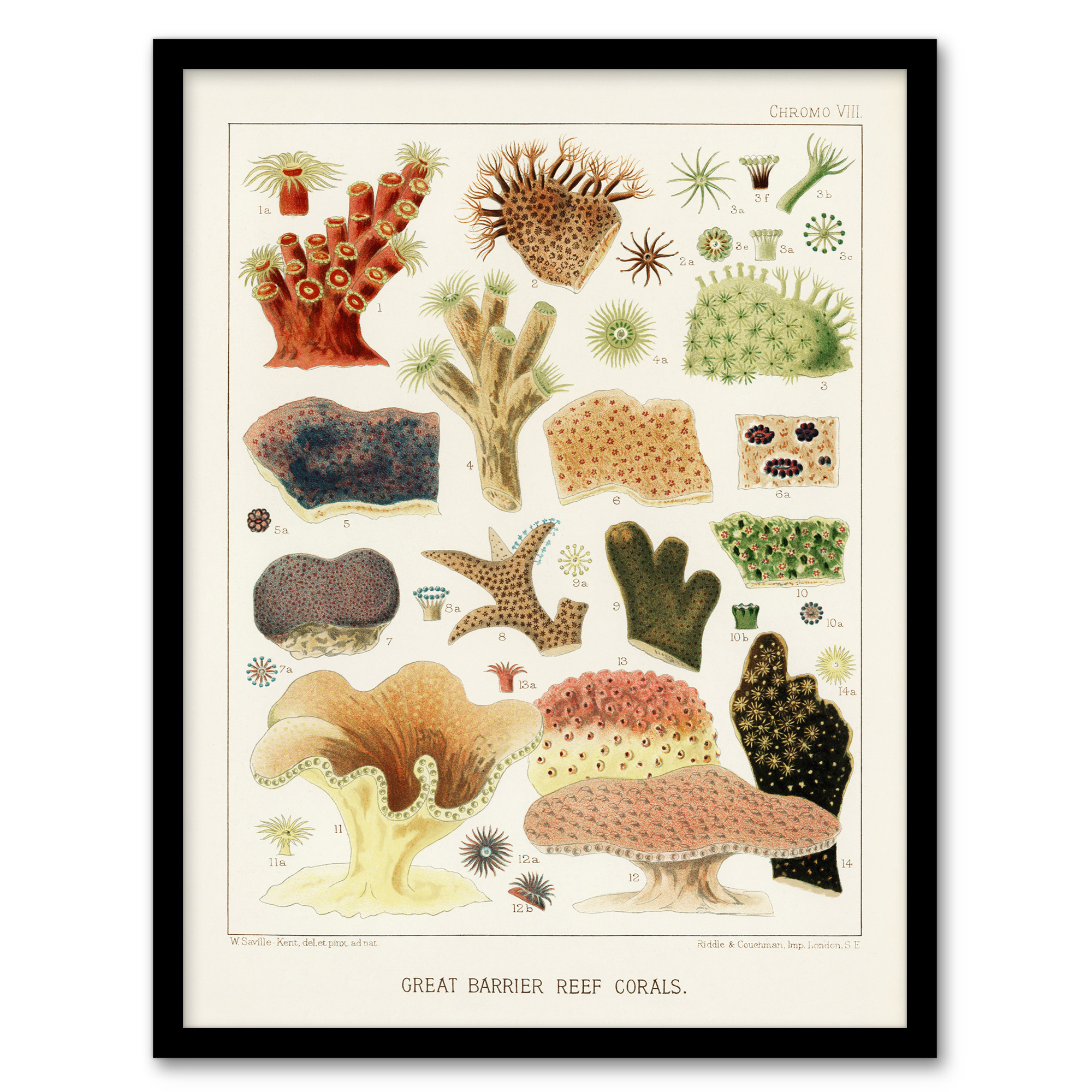 William S Kent Framed Wall Art Great Barrier Reef Corals Illustration Home Décor