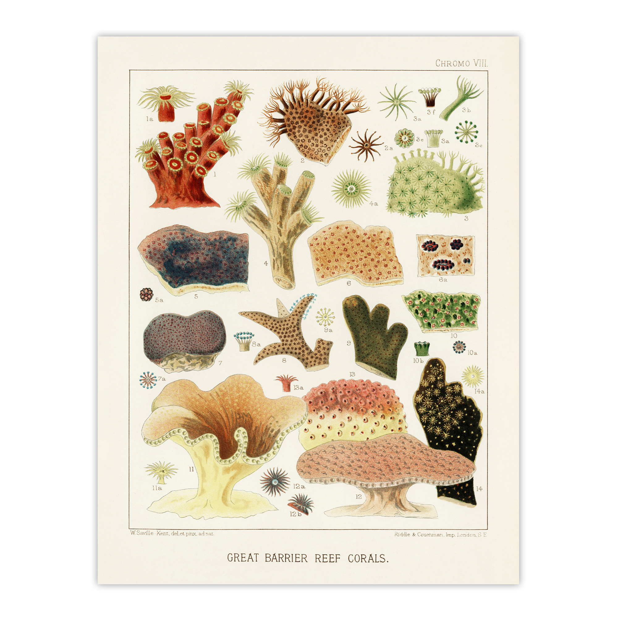 Great Barrier Reef Corals Illustration Kent Wall Art Poster Print