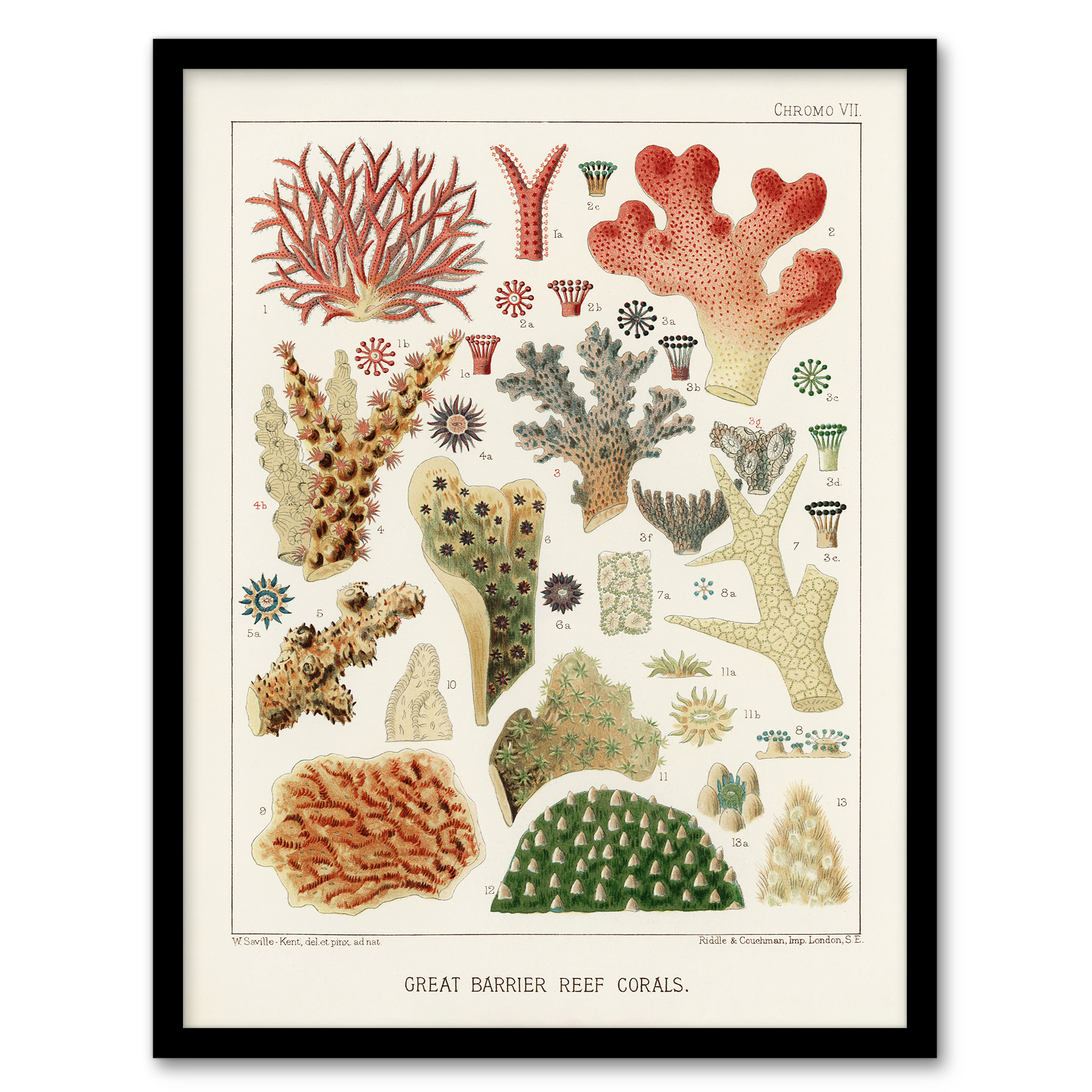 Great Barrier Reef of Australia Corals Kent Wall Art Poster Print