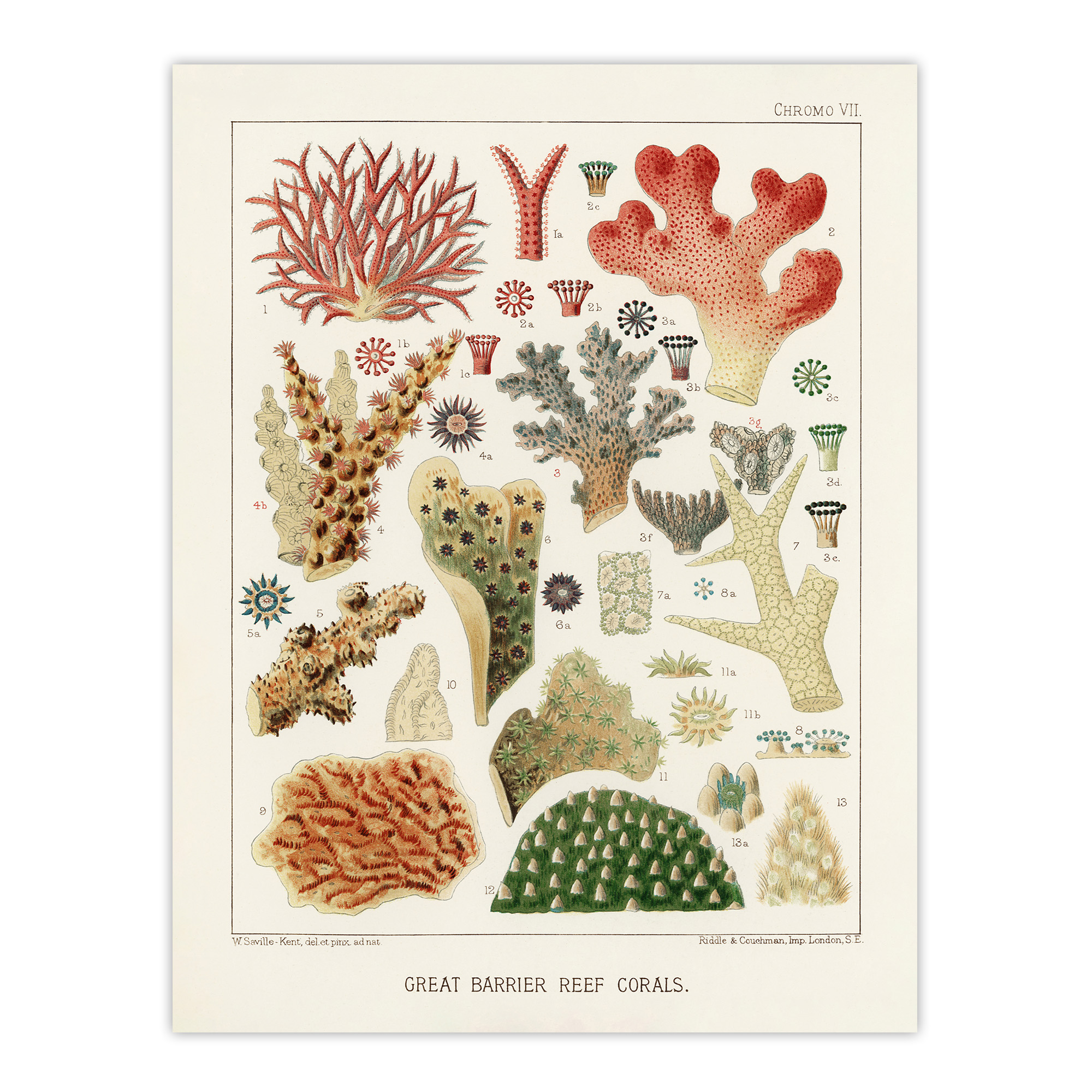 Great Barrier Reef of Australia Corals Kent Wall Art Poster Print