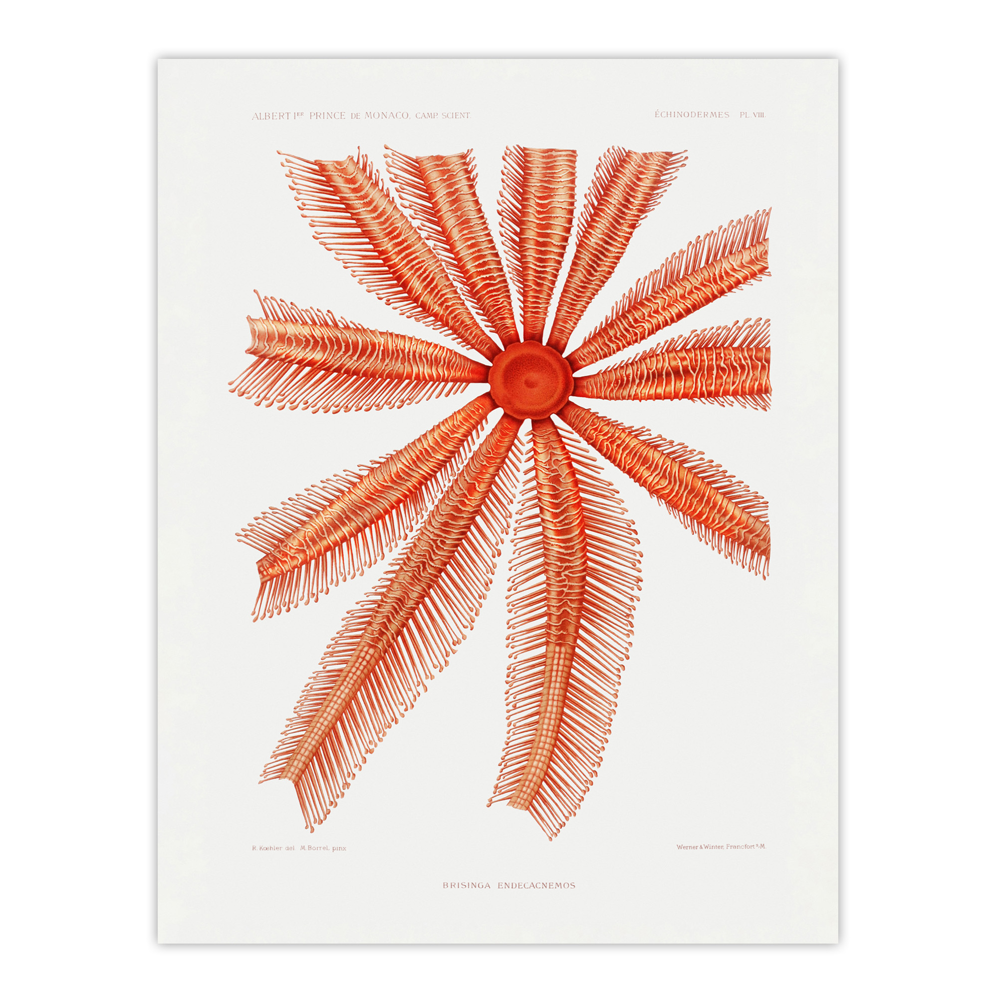 Brisingida Starfish Marine Life Albert I Wall Art Poster Print