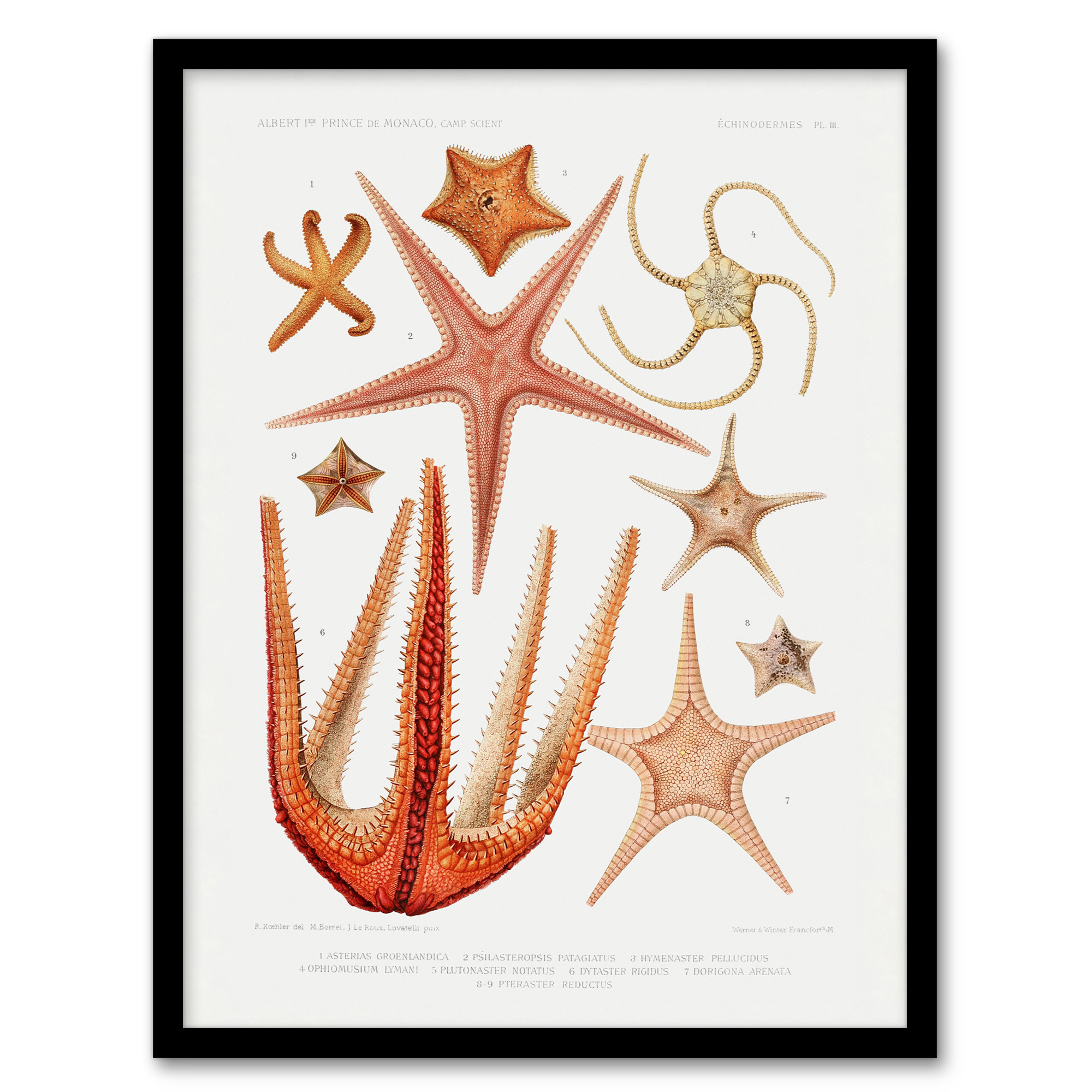 Starfish Biodiversity Illustration Albert I Wall Art Poster Print