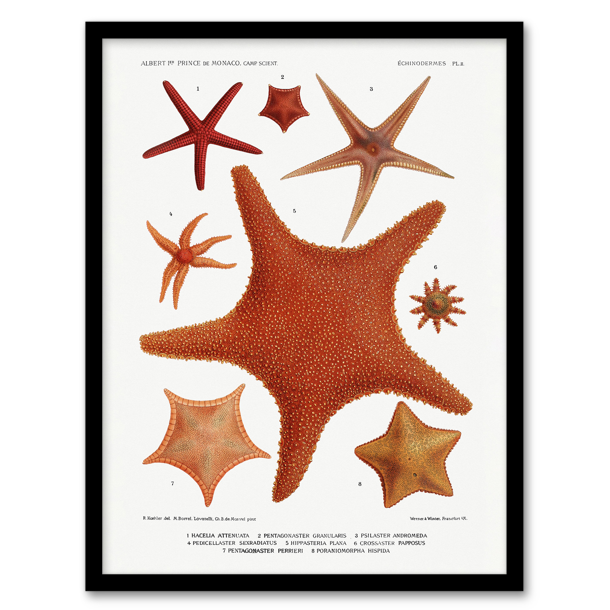 Vintage Marine Life Starfish Species Varieties Framed Wall Art Print A3/A4