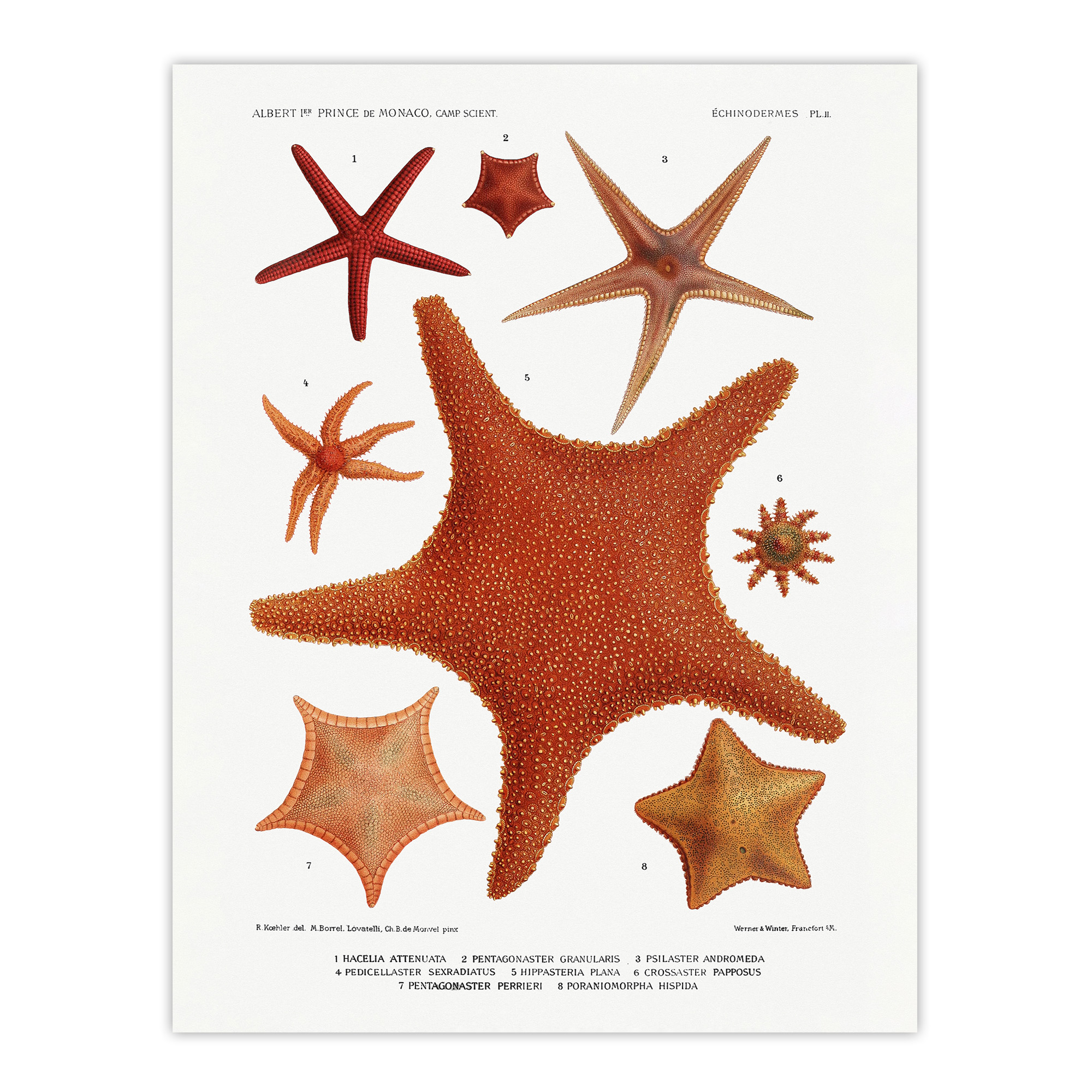 Starfish Varieties Marine Life Albert I Wall Art Poster Print