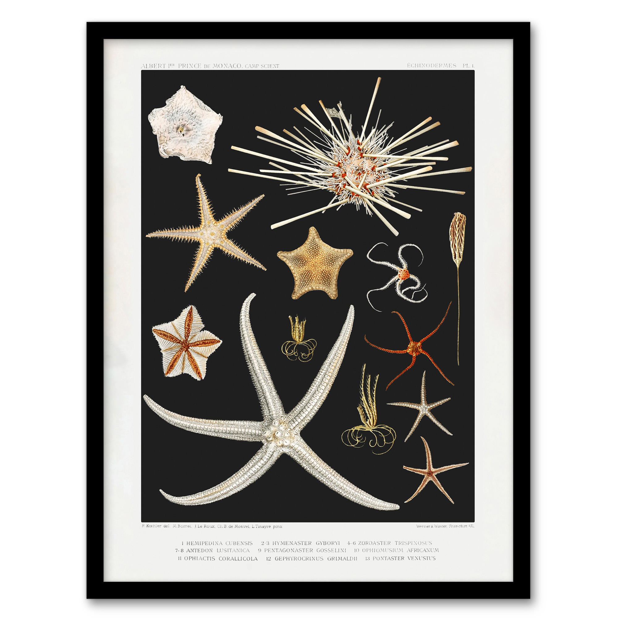 Varieties of Marine Life Starfish Albert I Wall Art Poster Print
