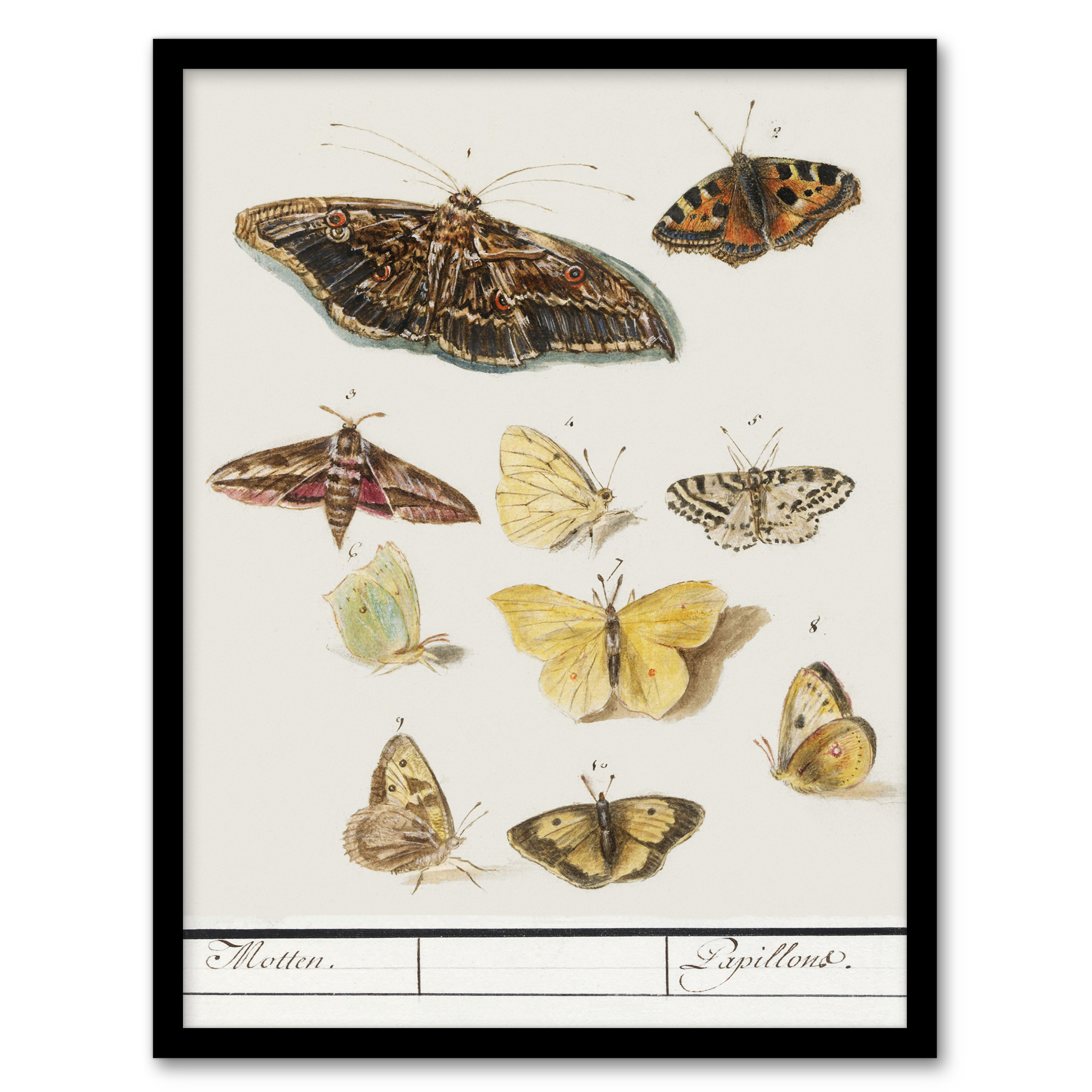 Anselmus de Boodt Butterflies and Moths Study Framed Wall Art Print A3/A4