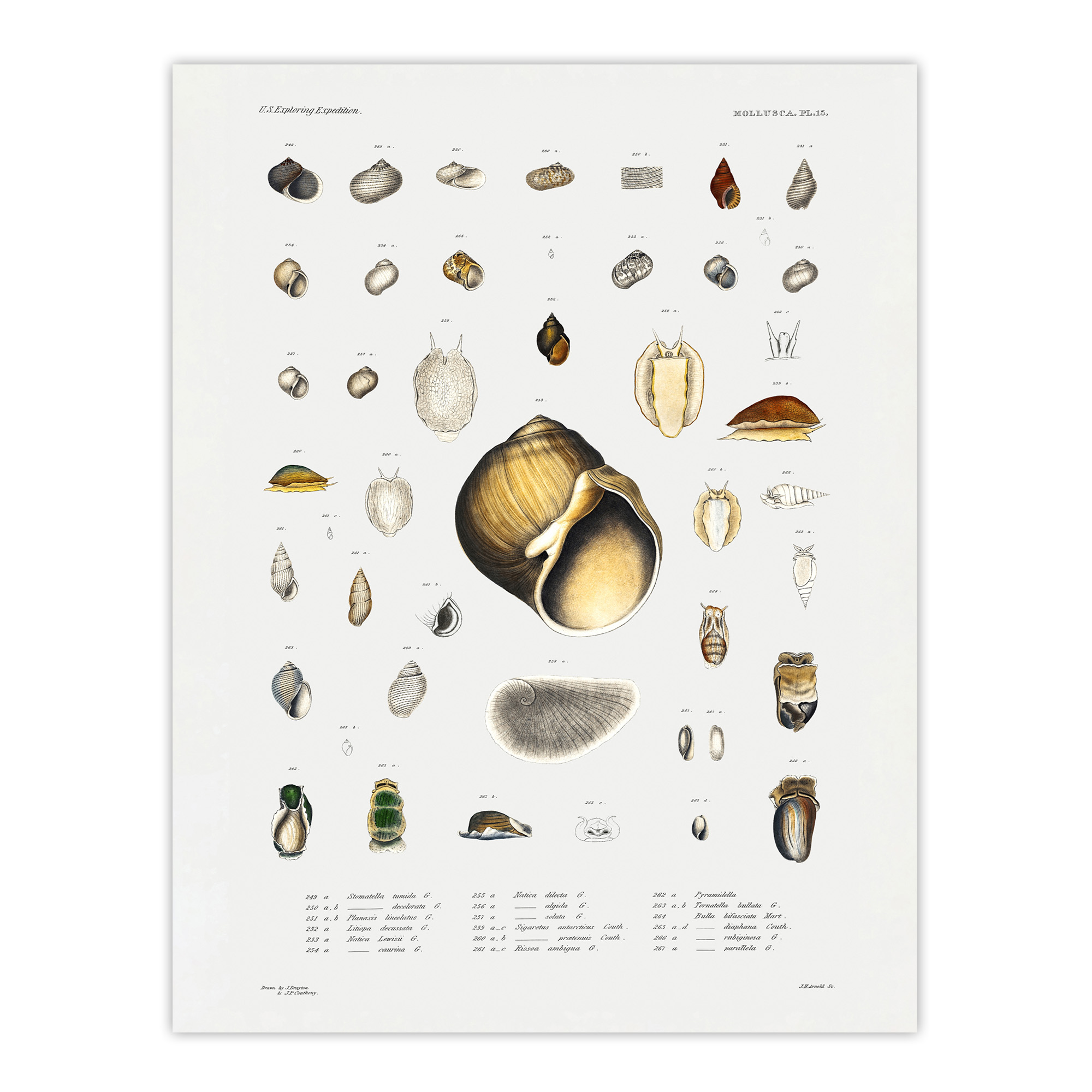 Sea snail varieties set Augustus Gould Wall Art Poster Print