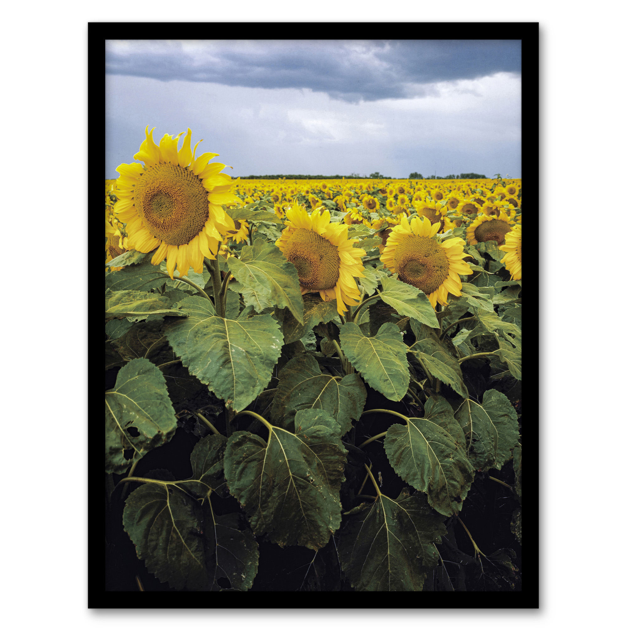 Carol M Highsmith A Kansas Sunflower Field Up Close Framed Wall Art Print A3/A4