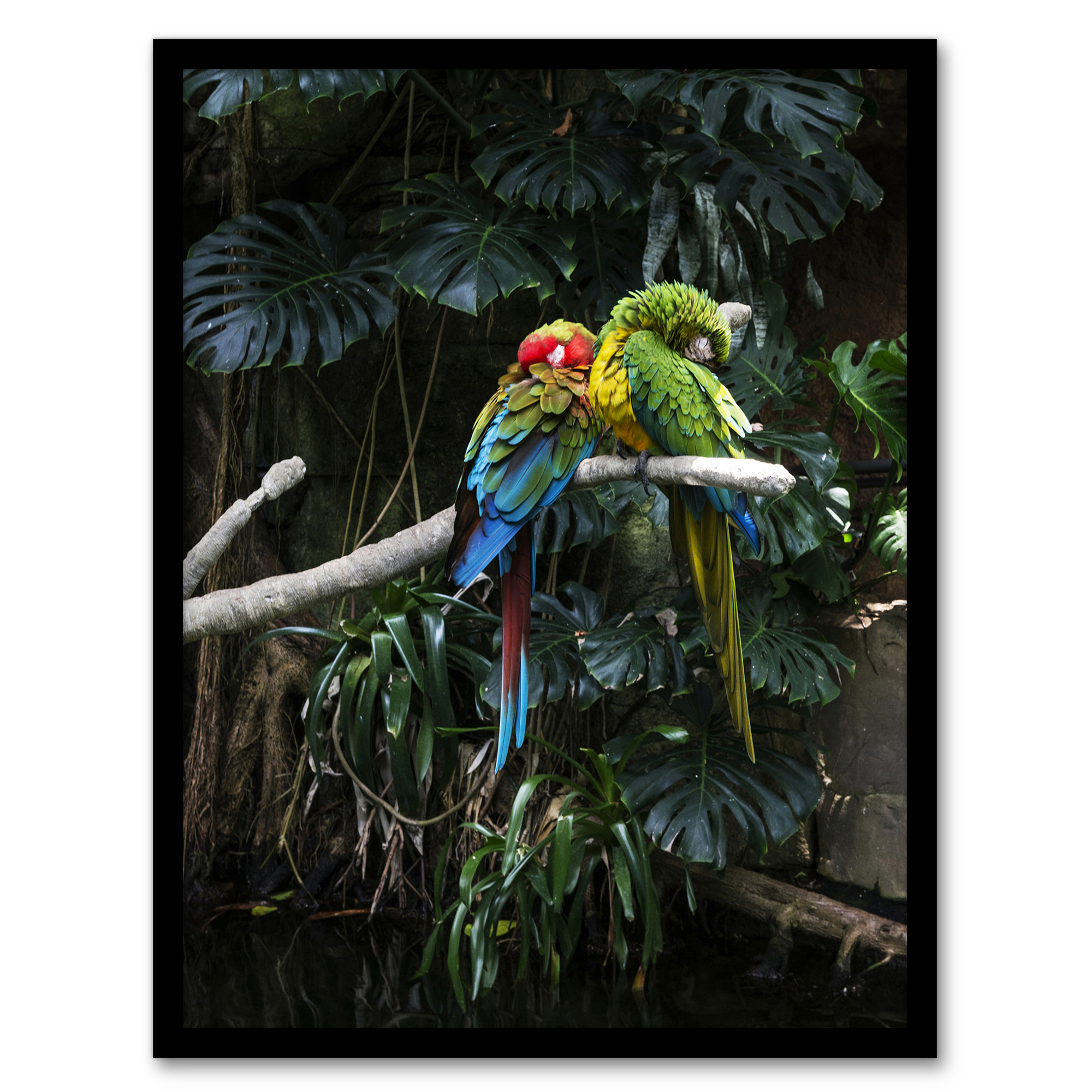 Carol M Highsmith Colourful Sleeping Parrots Photo Framed Wall Art Print A3/A4