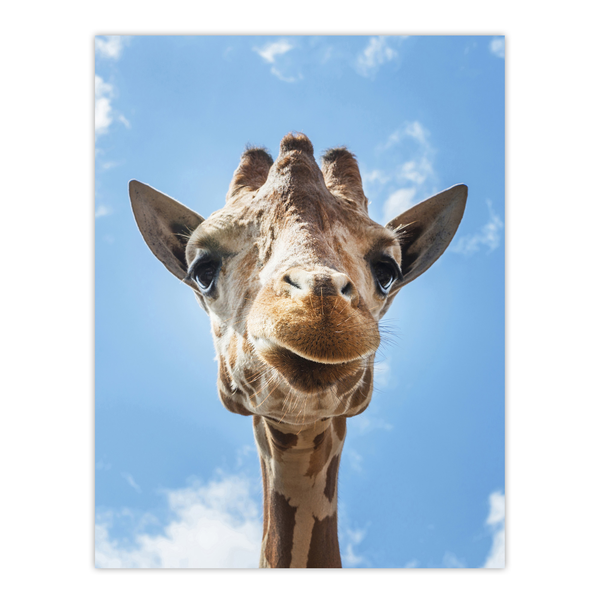 Up close look at a giraffe Carol M Highsmith Wall Art Poster Print