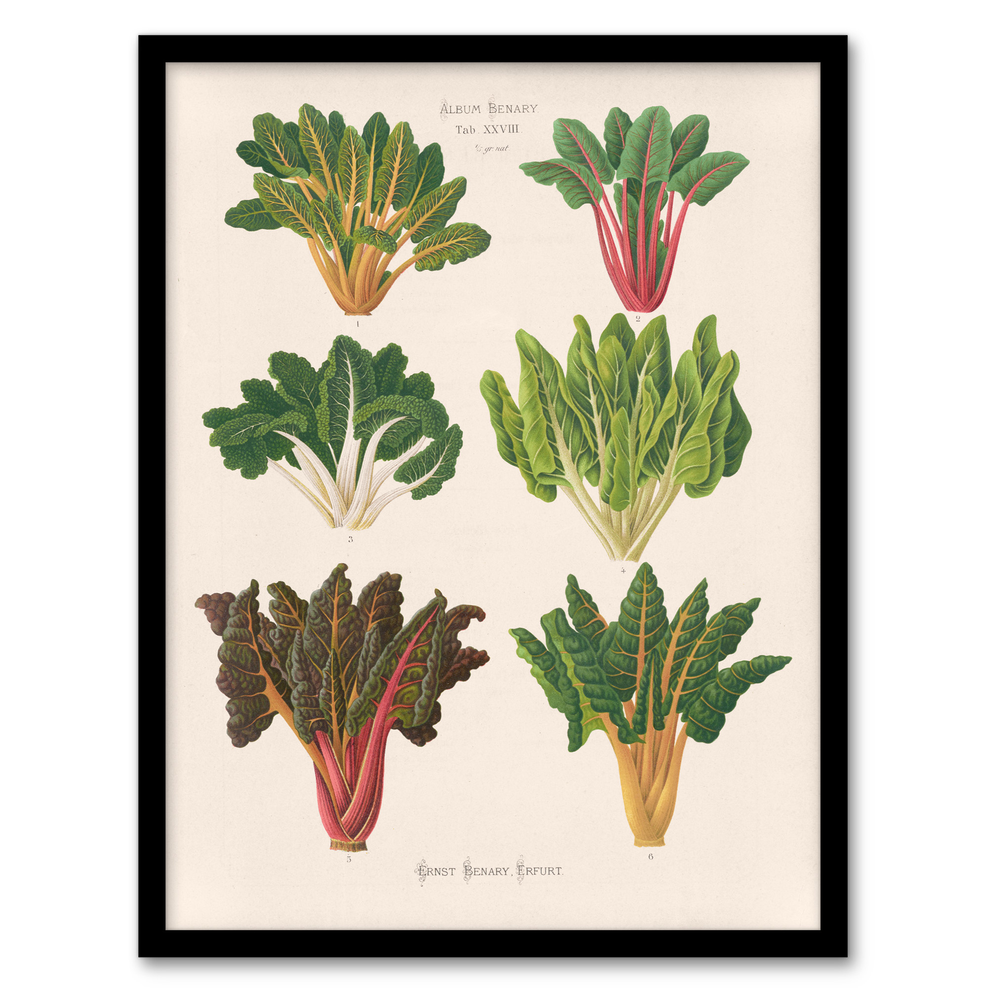 Ernst Benary Beet and Swiss Chard Vintage Botanical Framed Wall Art Print A3/A4