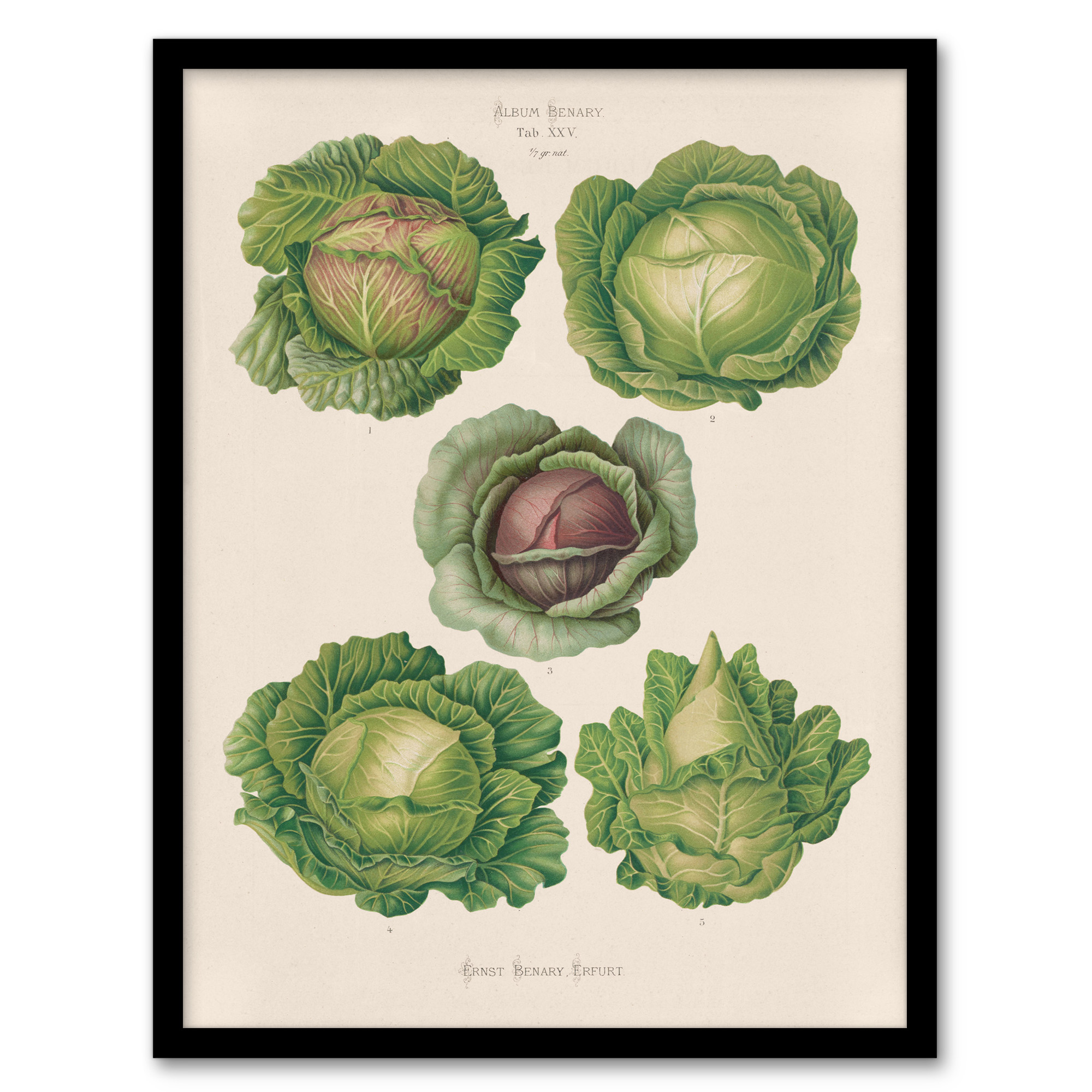 Ernst Benary Cabbage Varieties Vintage Botanical Framed Wall Art Print A3/A4