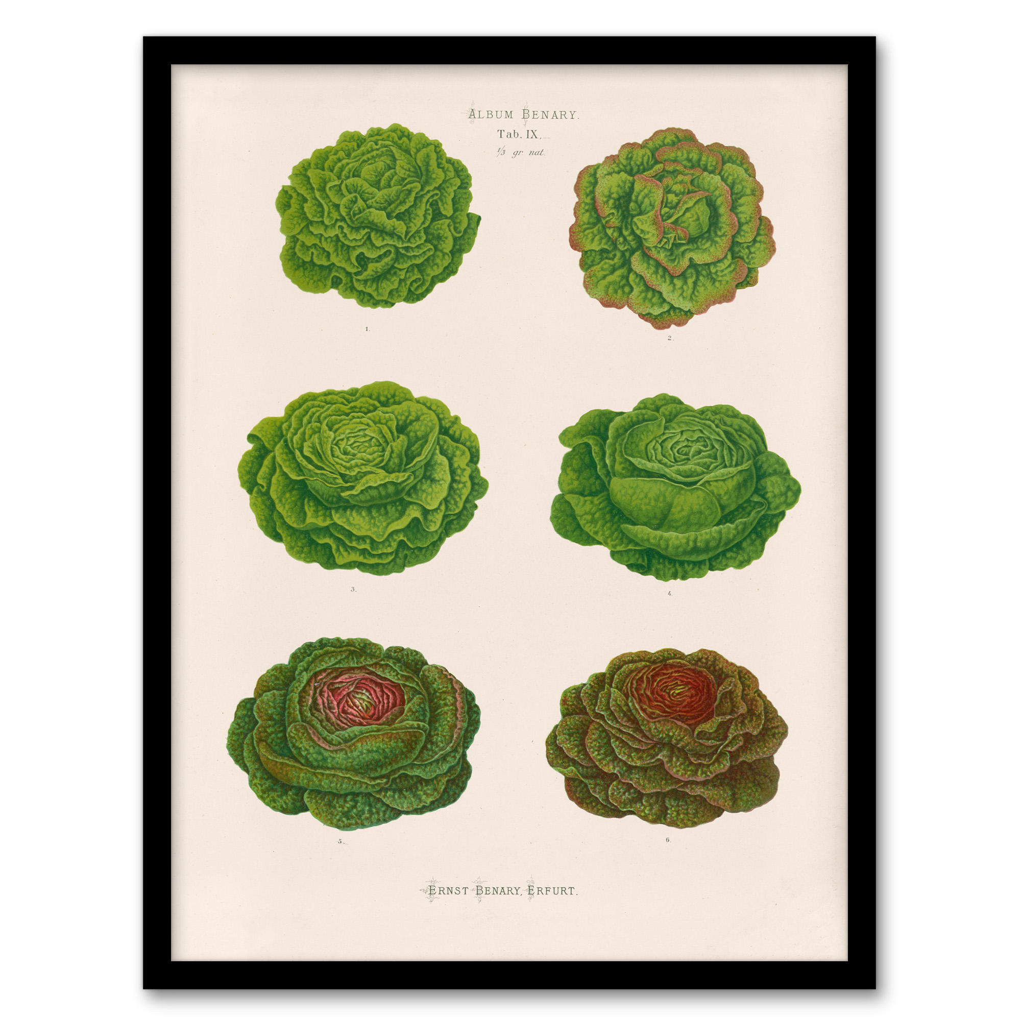 Ernst Benary Lettuce and Cabbage Varieties Framed Wall Art Picture Print A3/A4